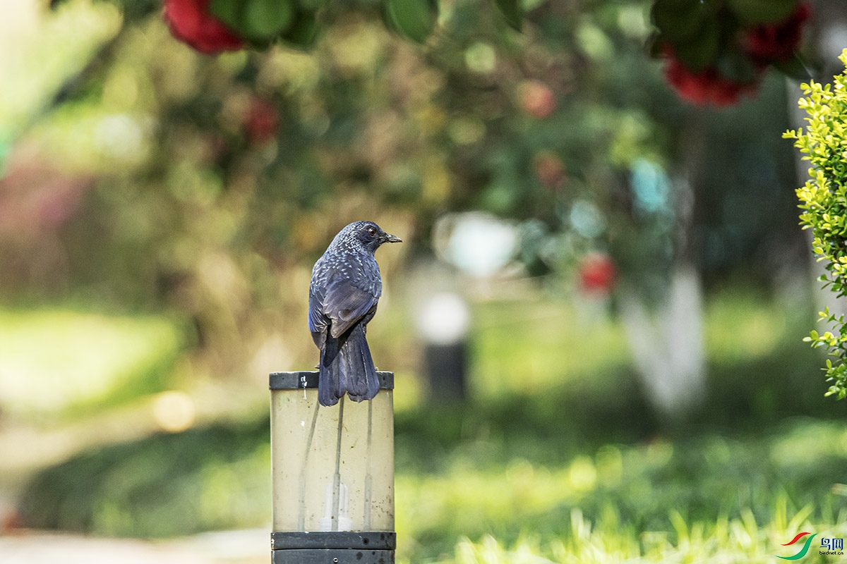DSC_2031.jpg