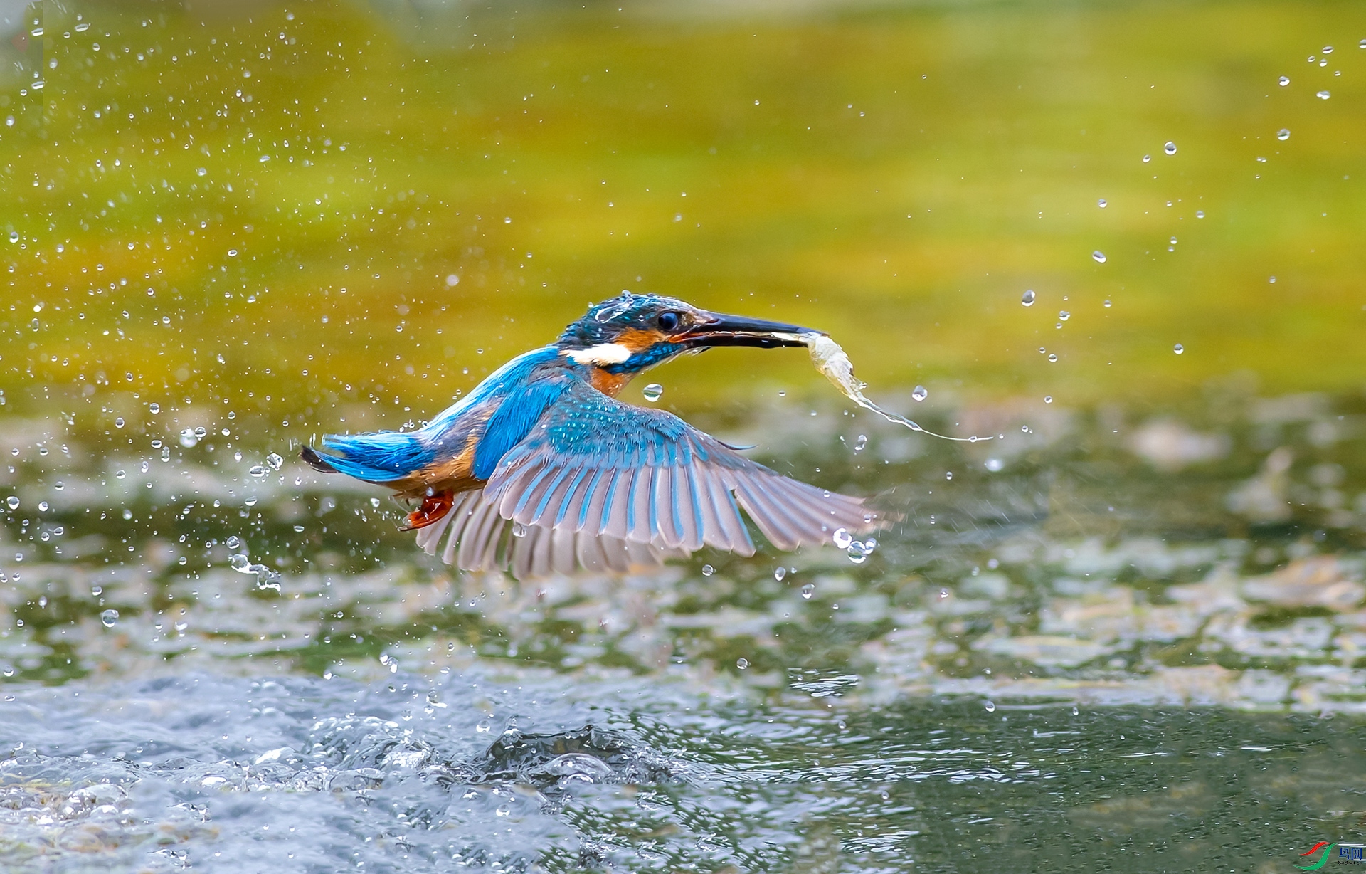 DSC_7482-1.jpg