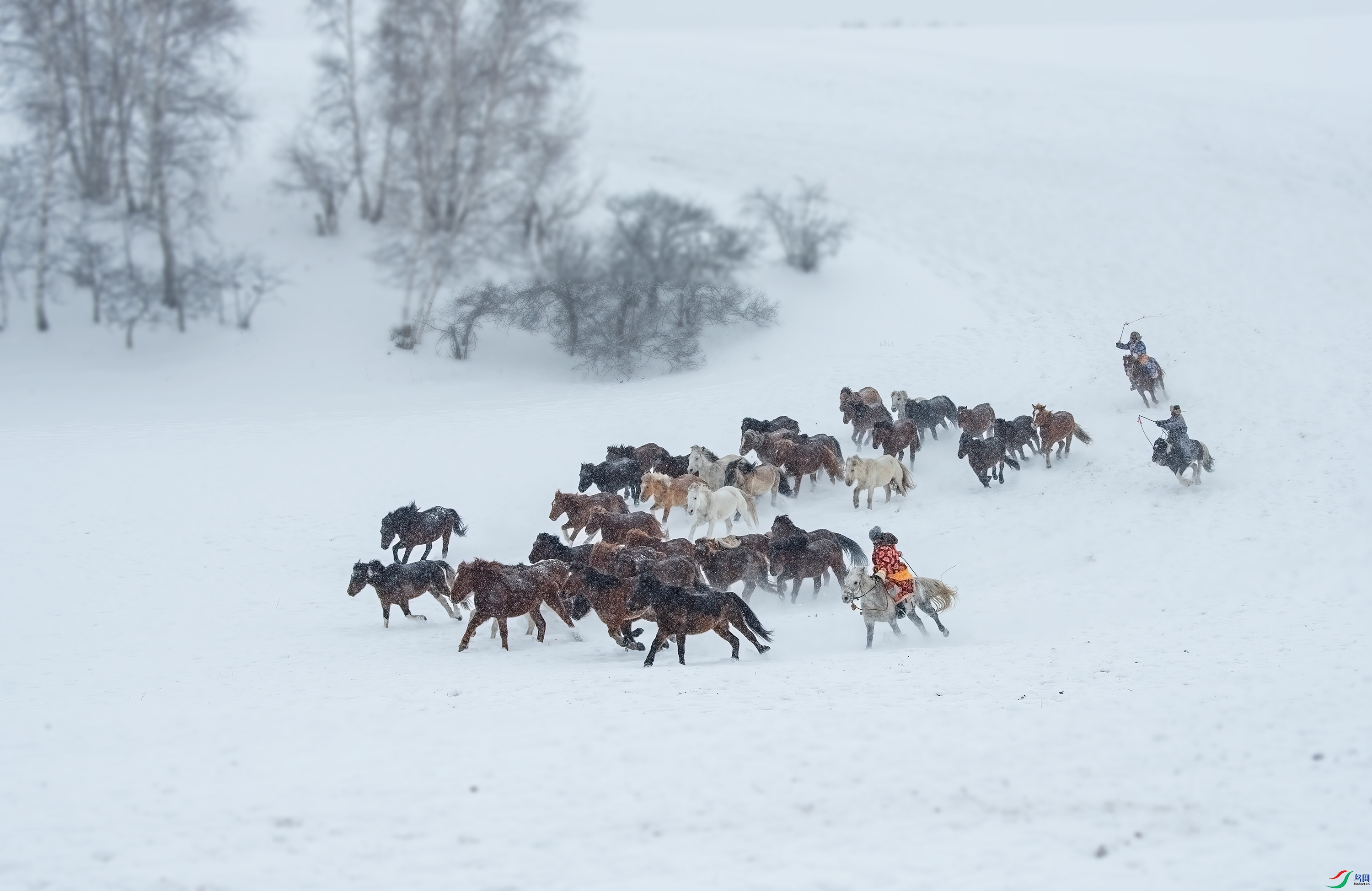 _DSC5601- ѩ�ر���.jpg