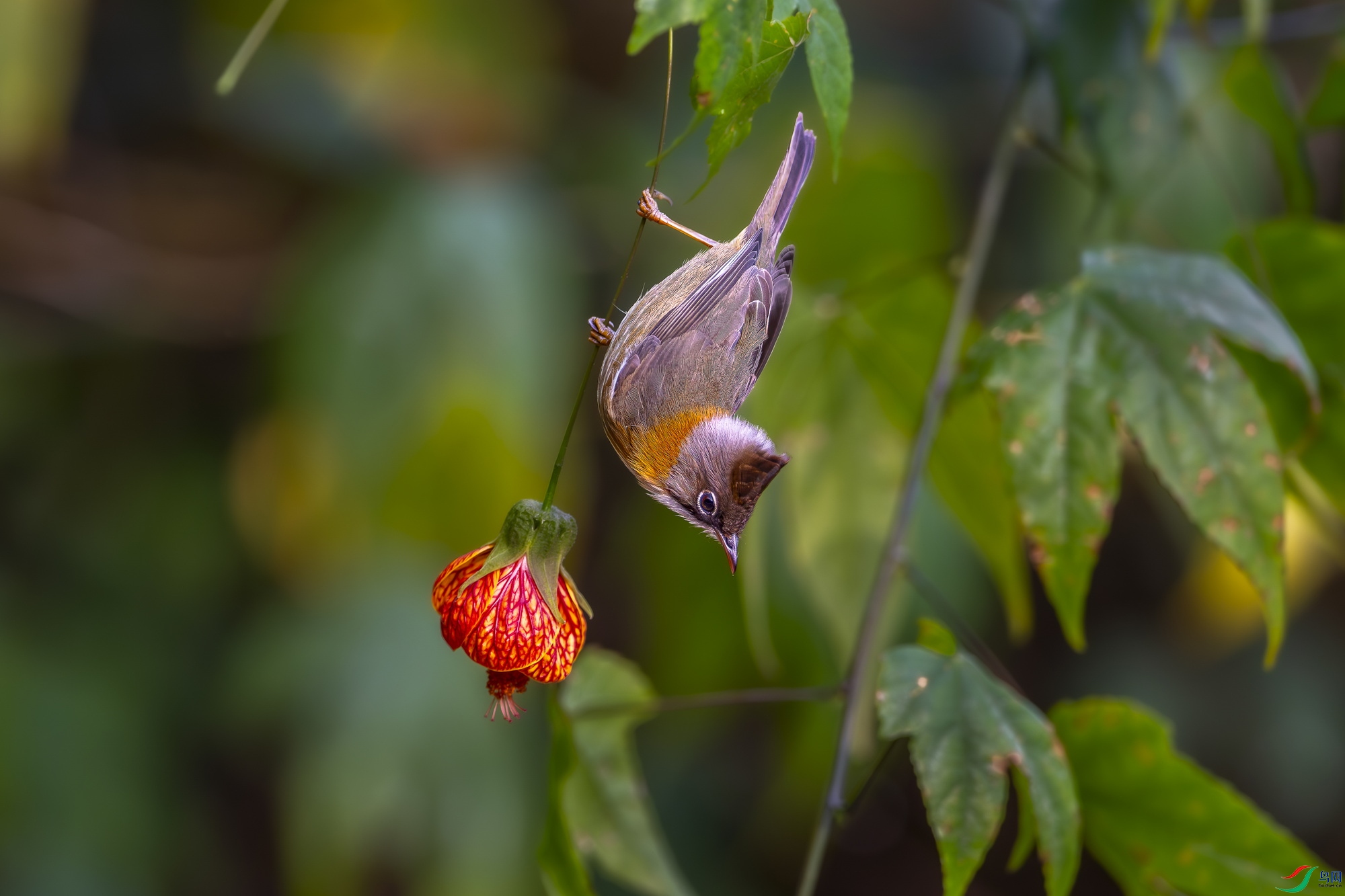 _DSC6378.jpg
