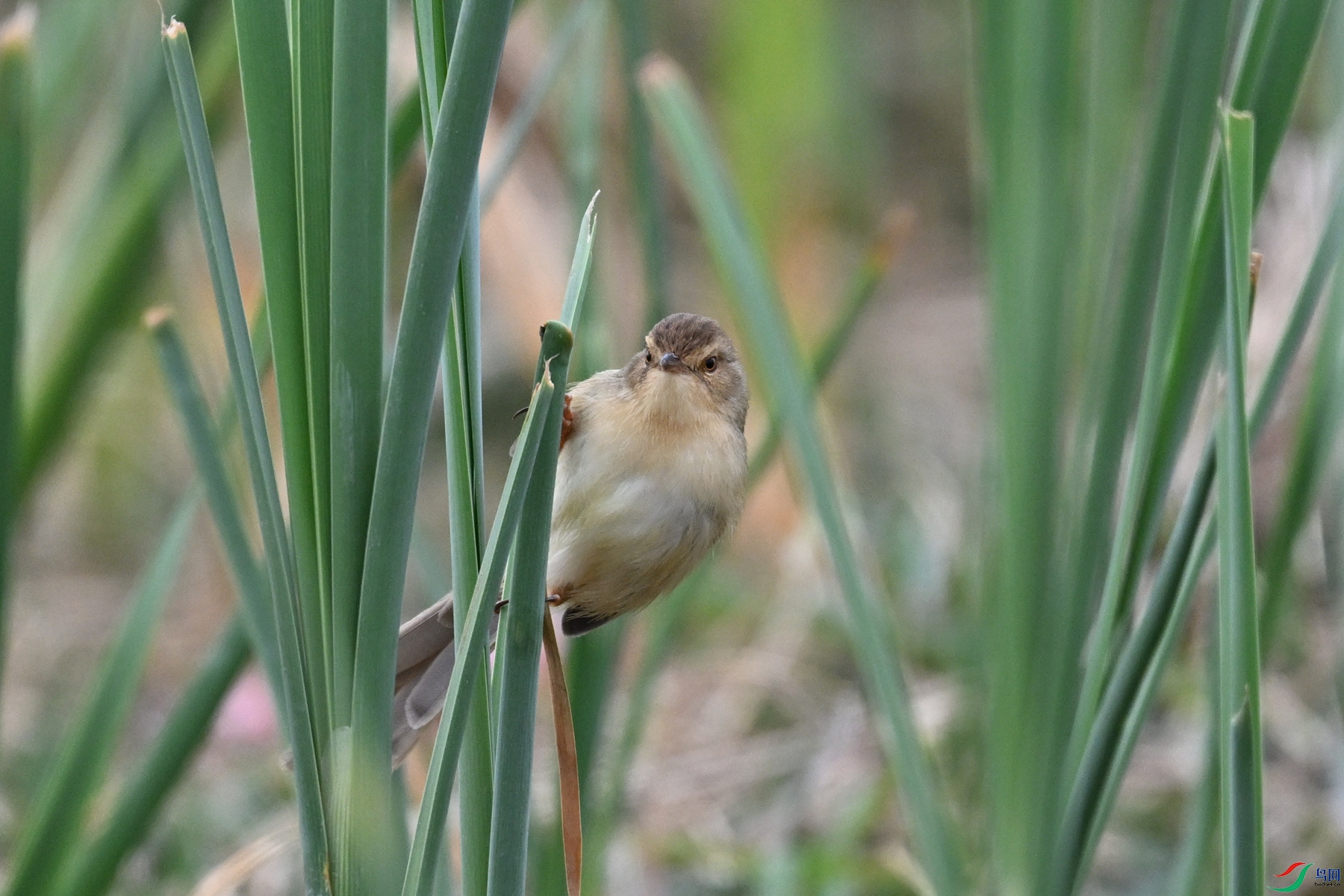DSC_8958.JPG