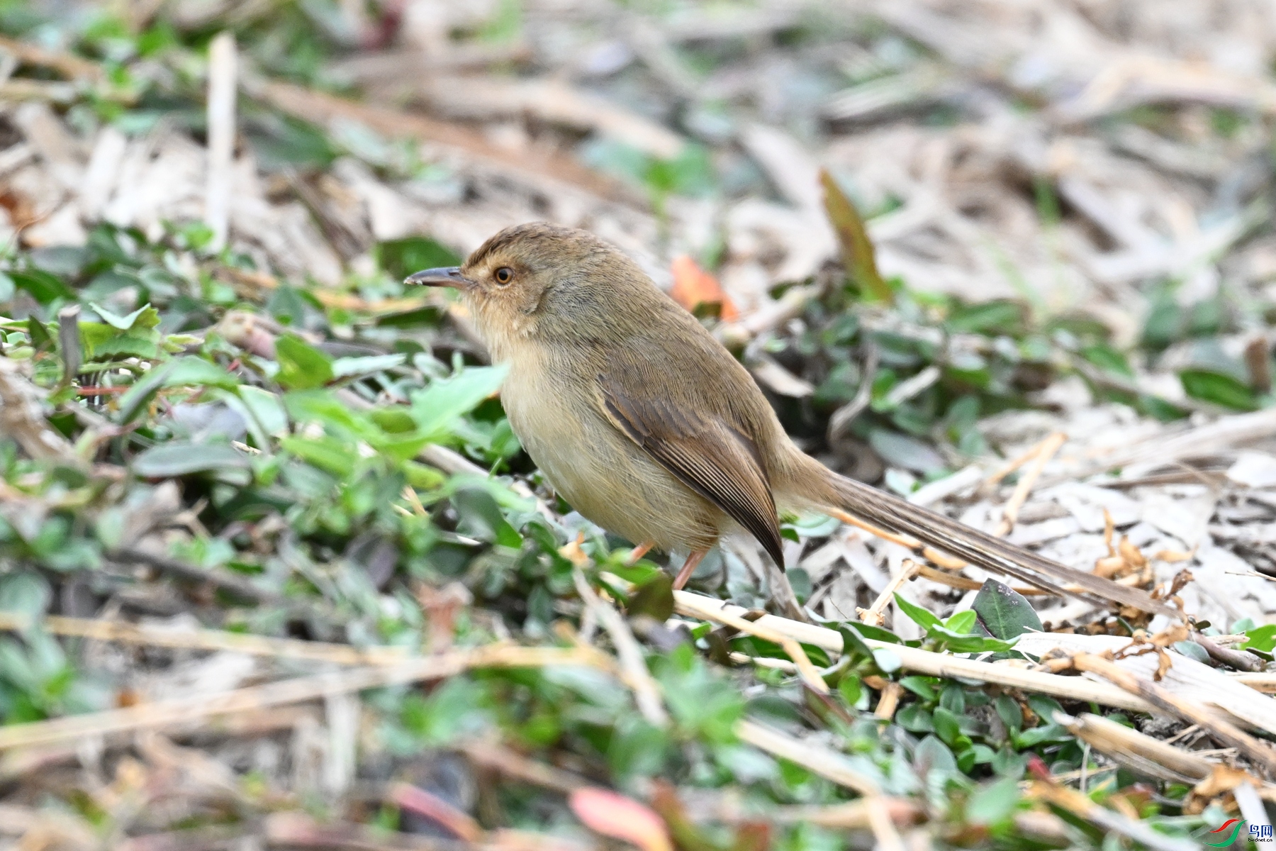 DSC_8960.JPG