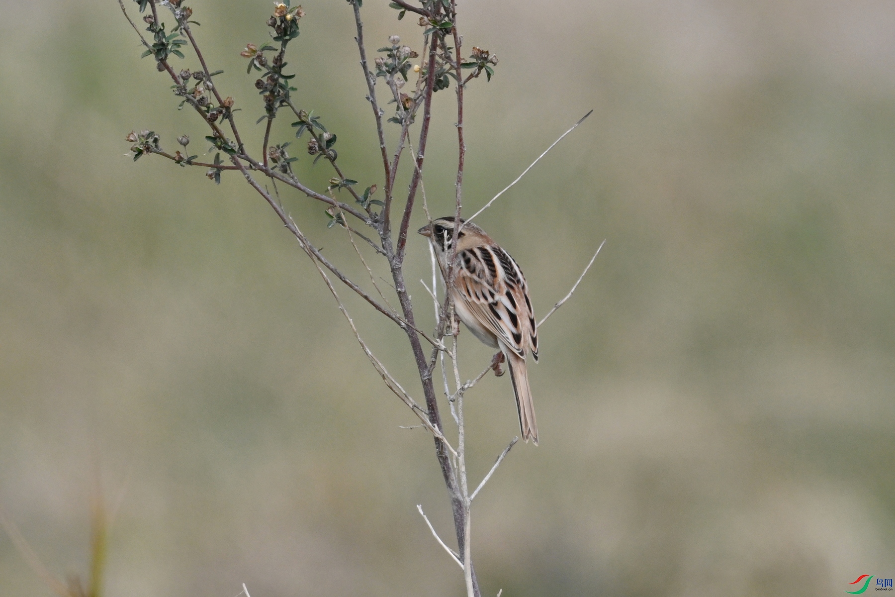 DSC_8923.JPG