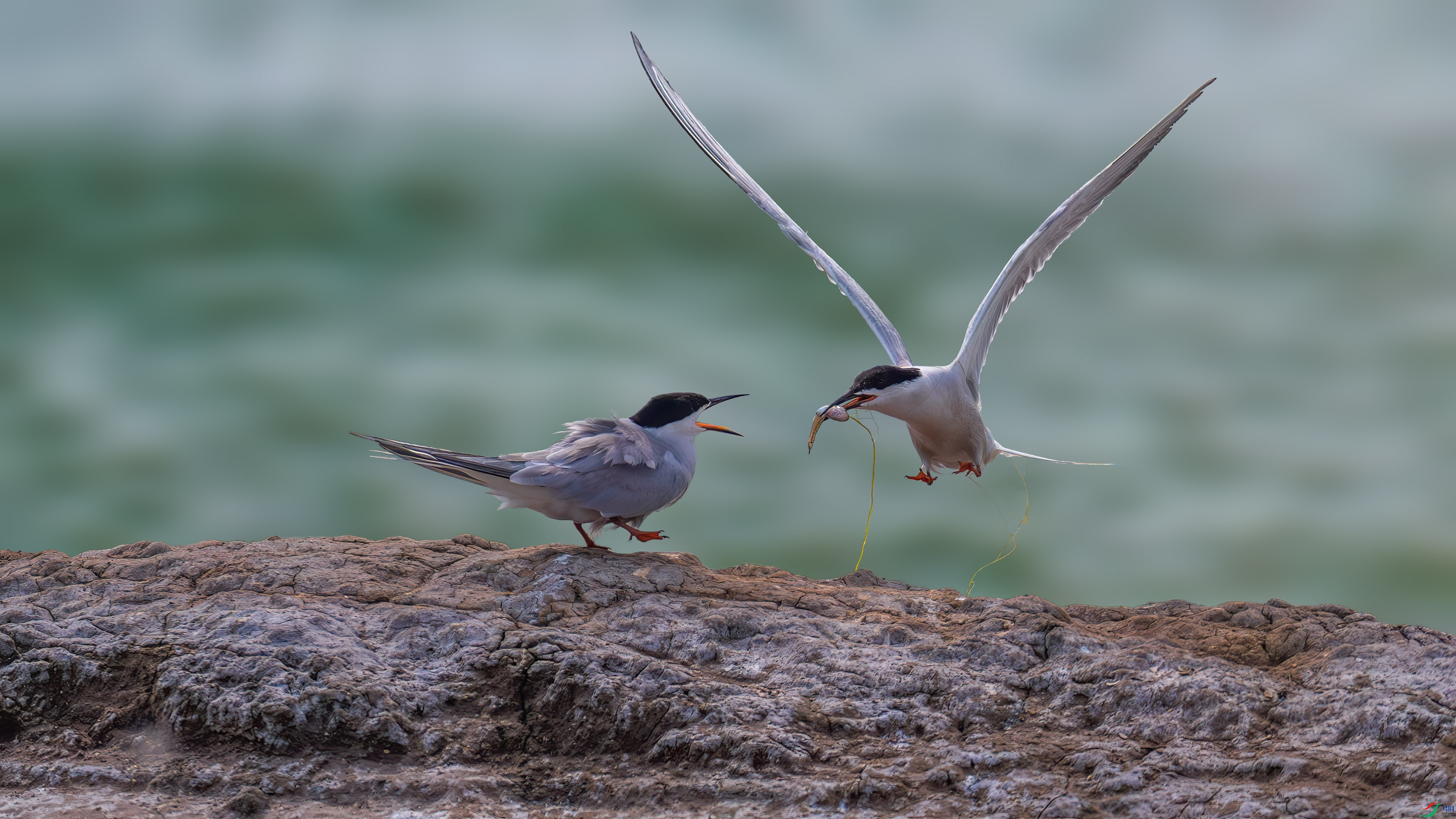 DSC_7079.jpg