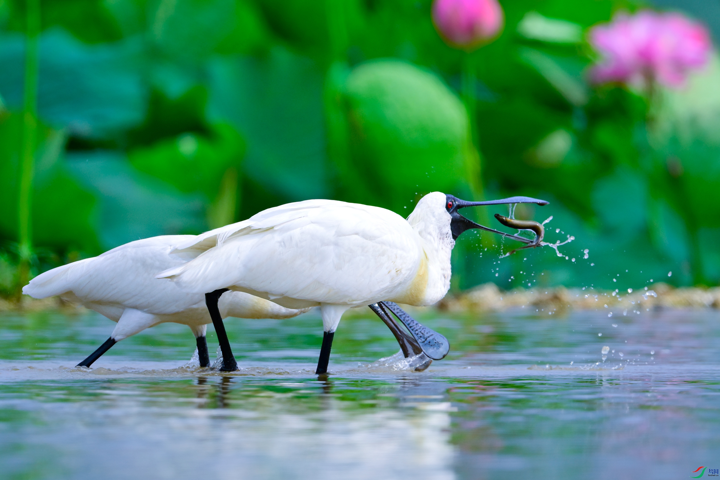 _DSC1584x.jpg