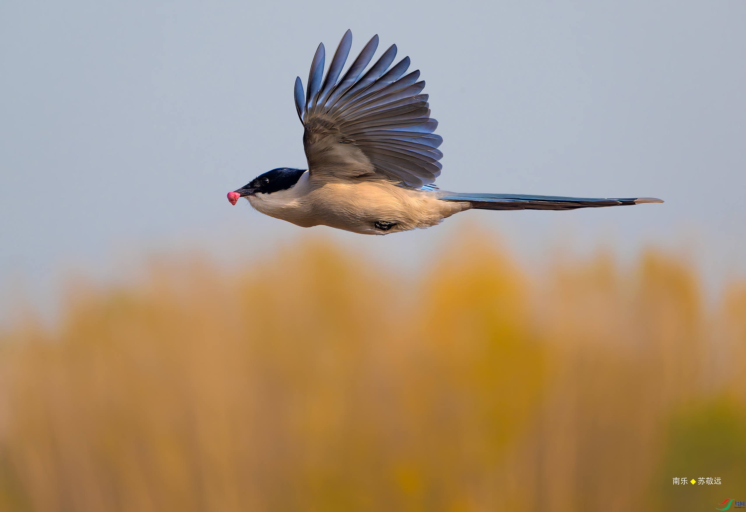 DSC6035-DxOС.jpg