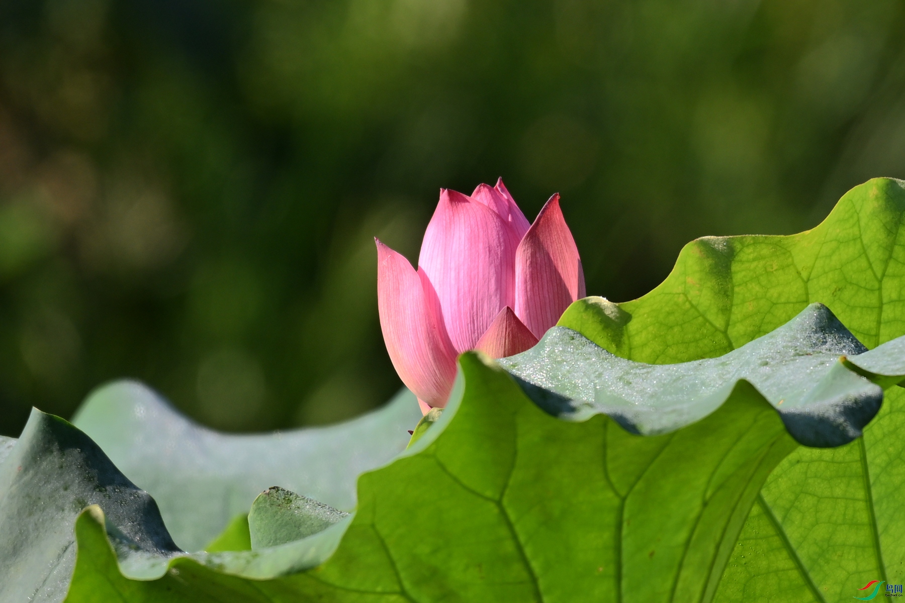 DSC_4166.JPG