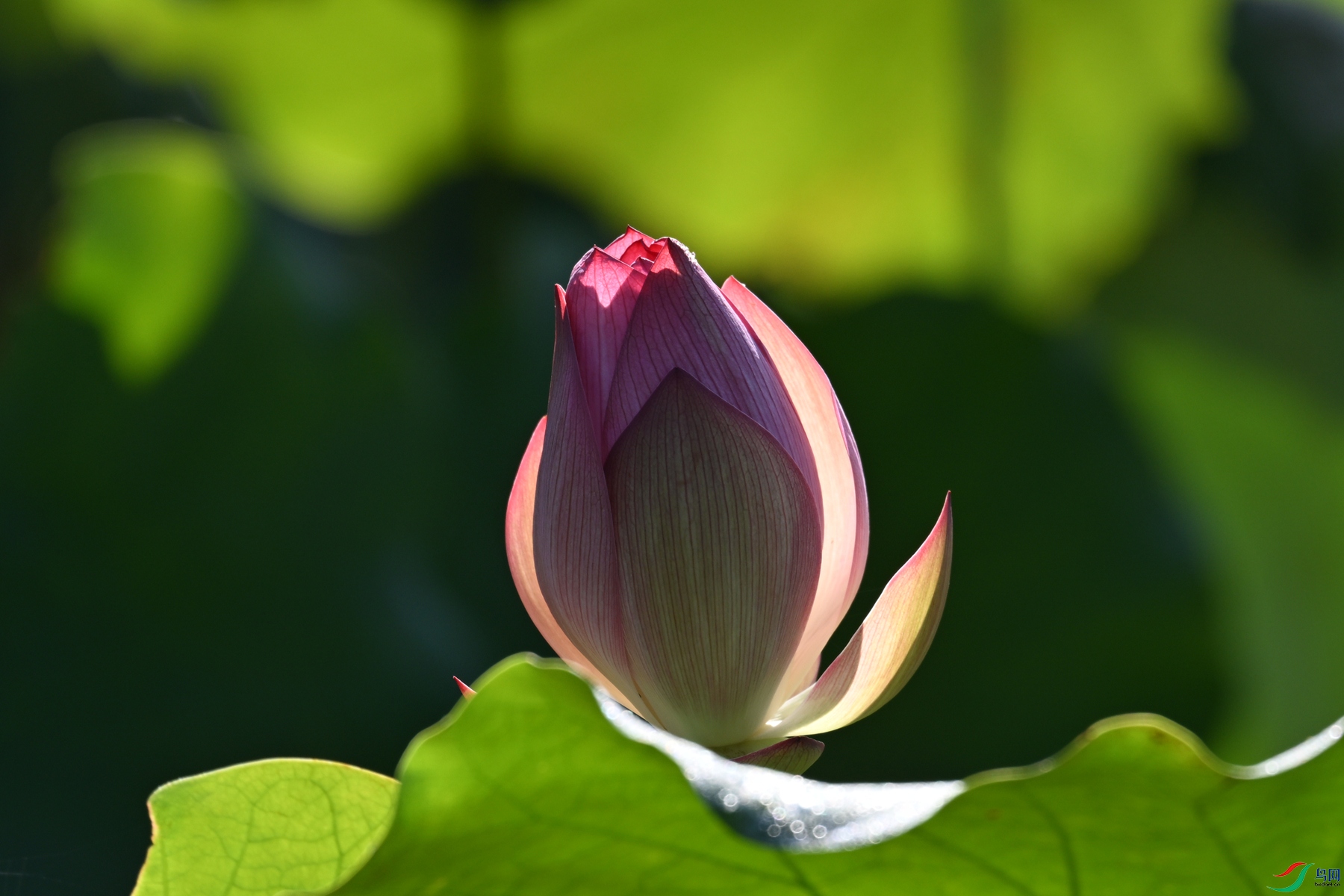 DSC_4241.JPG