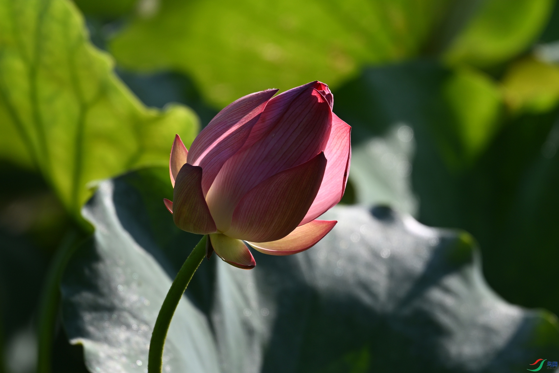 DSC_4245.JPG