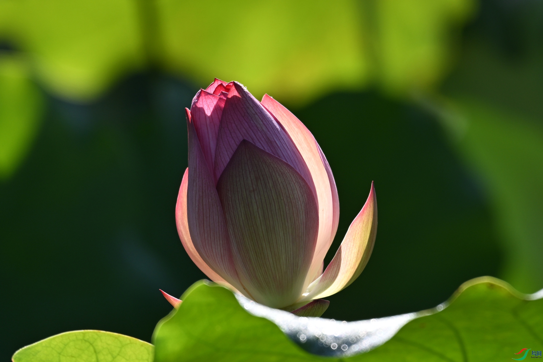 DSC_4243.JPG