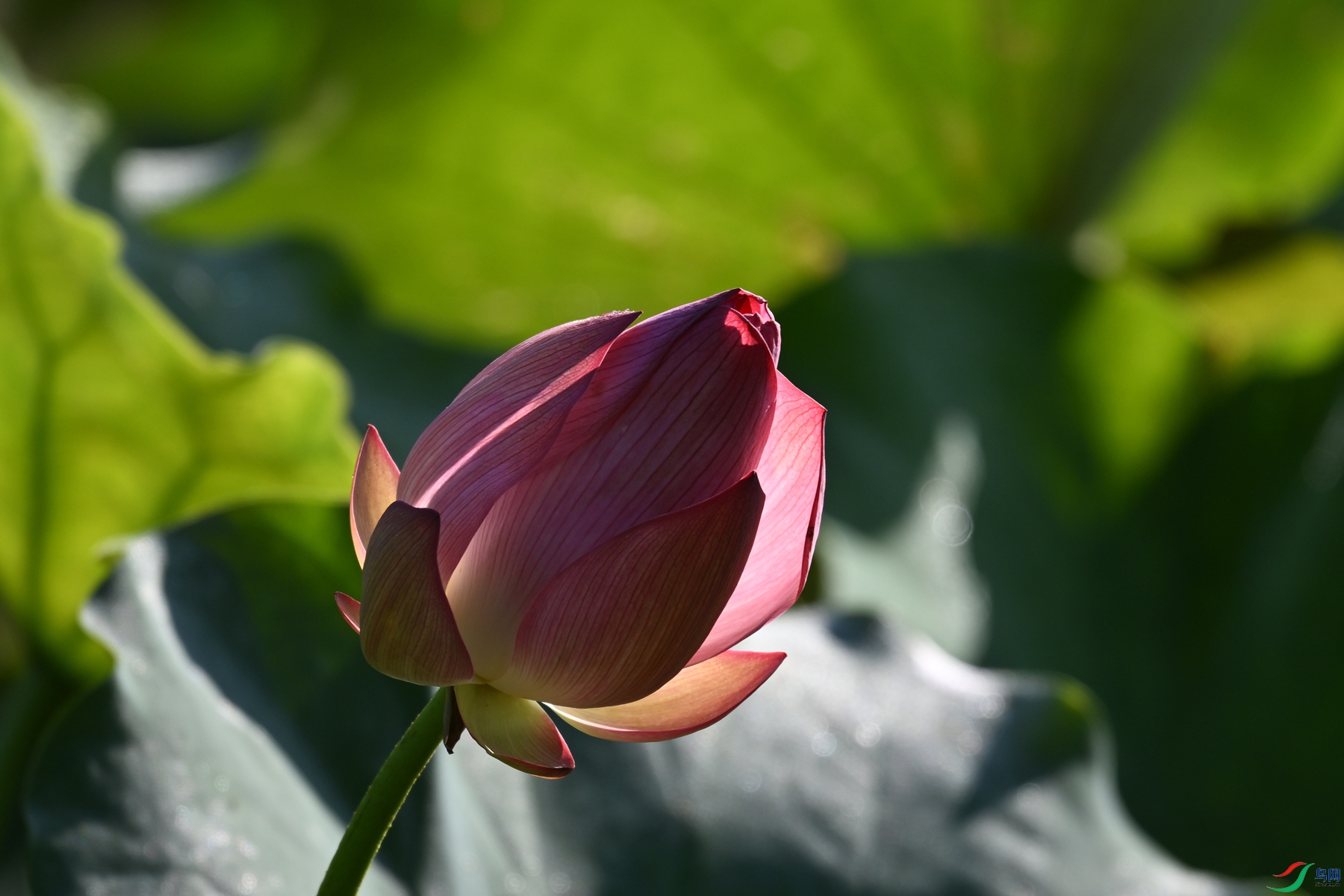 DSC_4246.JPG