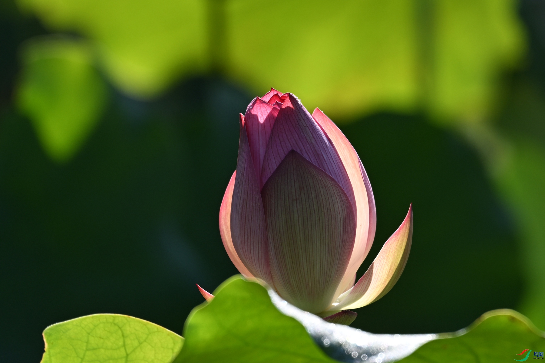 DSC_4244.JPG