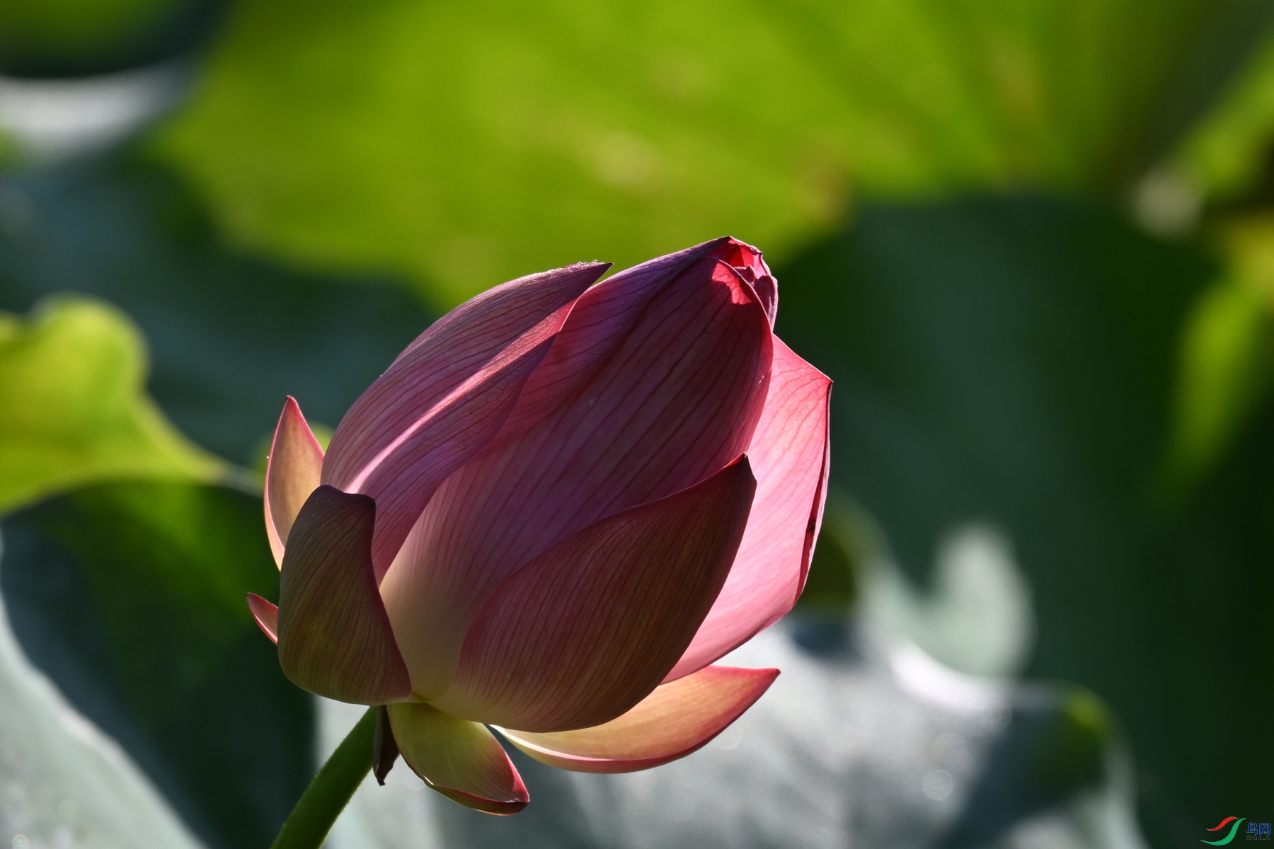 DSC_4247.JPG