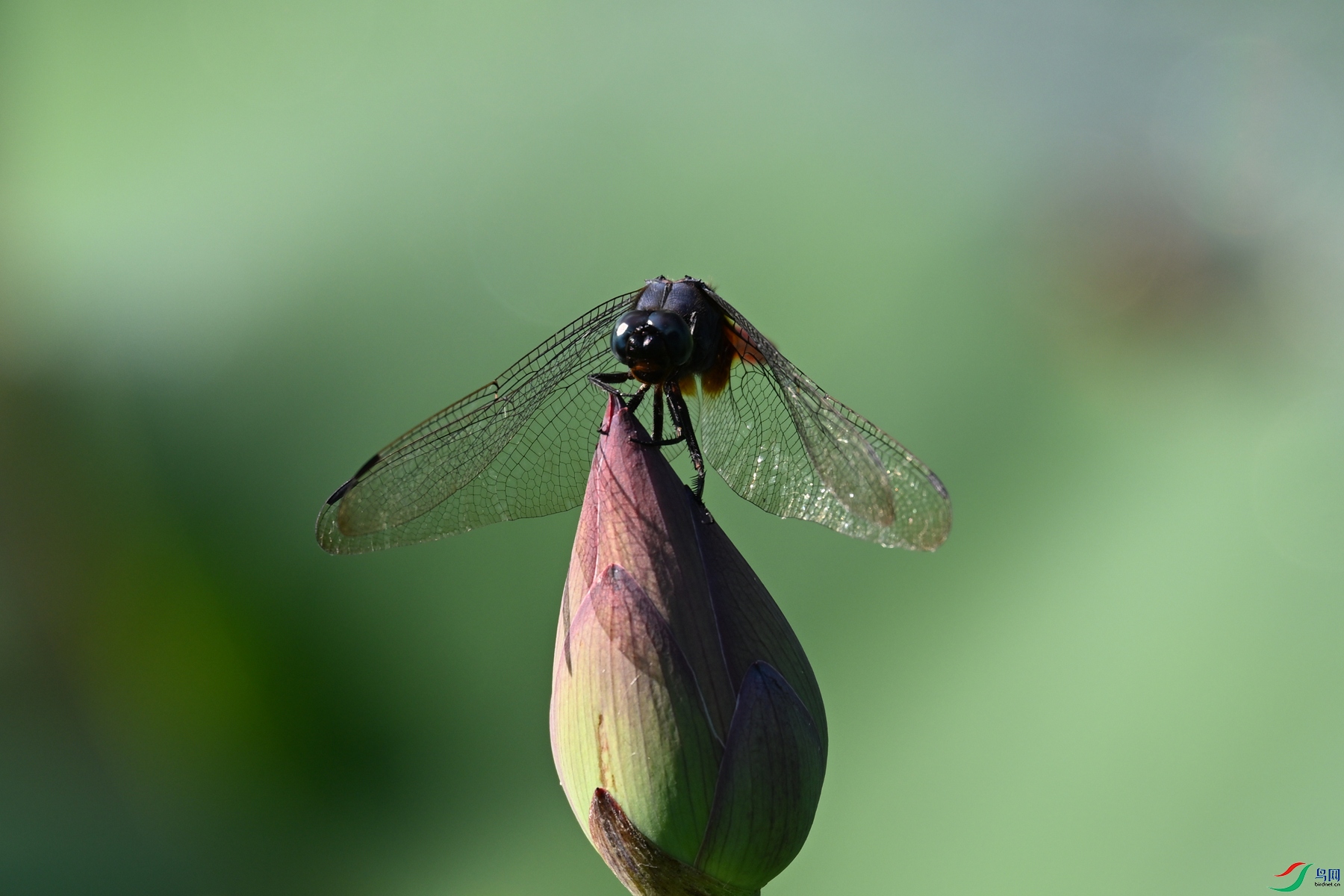DSC_4229.JPG