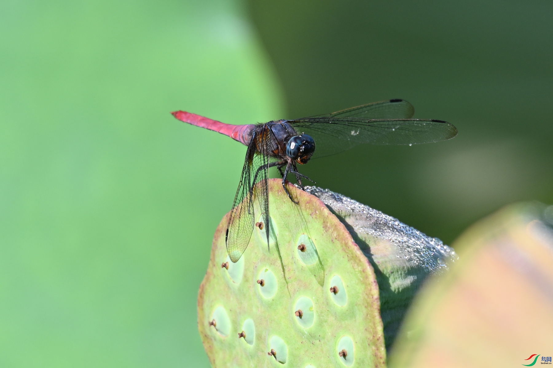 DSC_4236.JPG