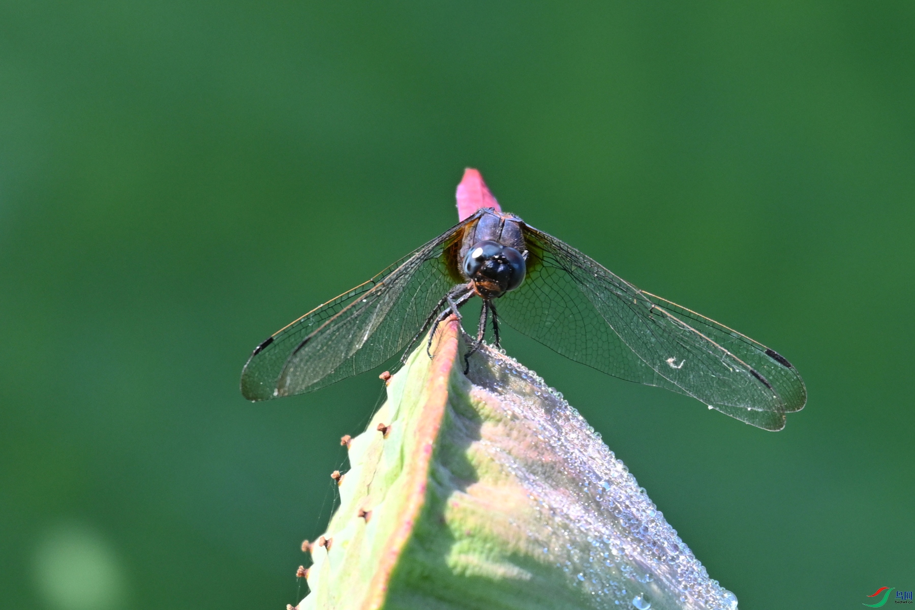 DSC_4240.JPG