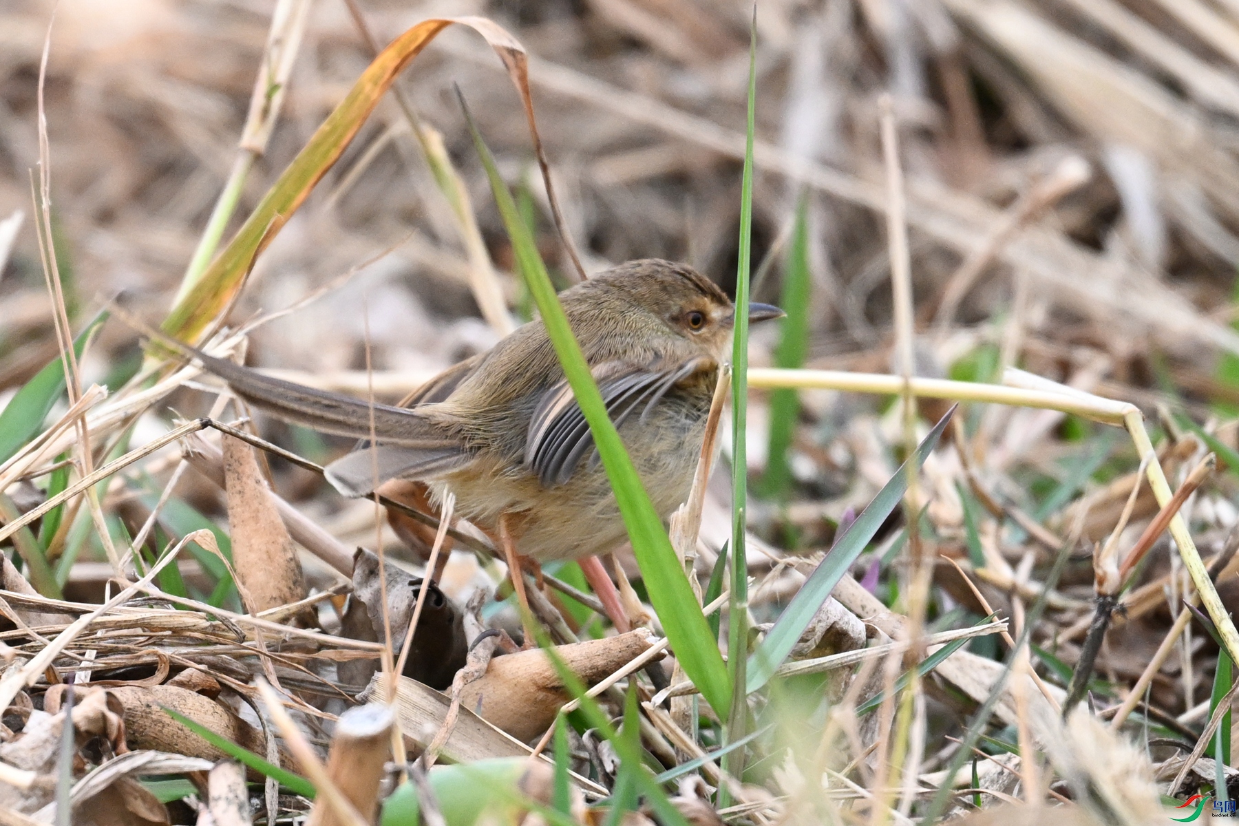 DSC_8952.JPG
