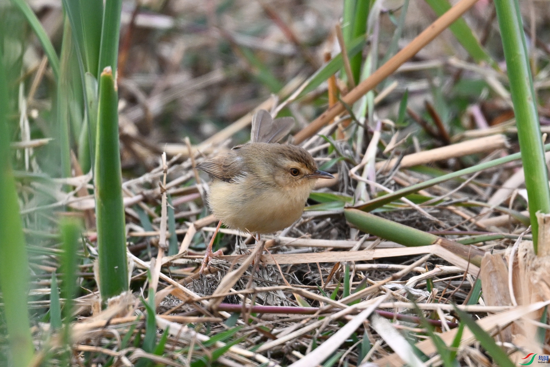 DSC_8954.JPG