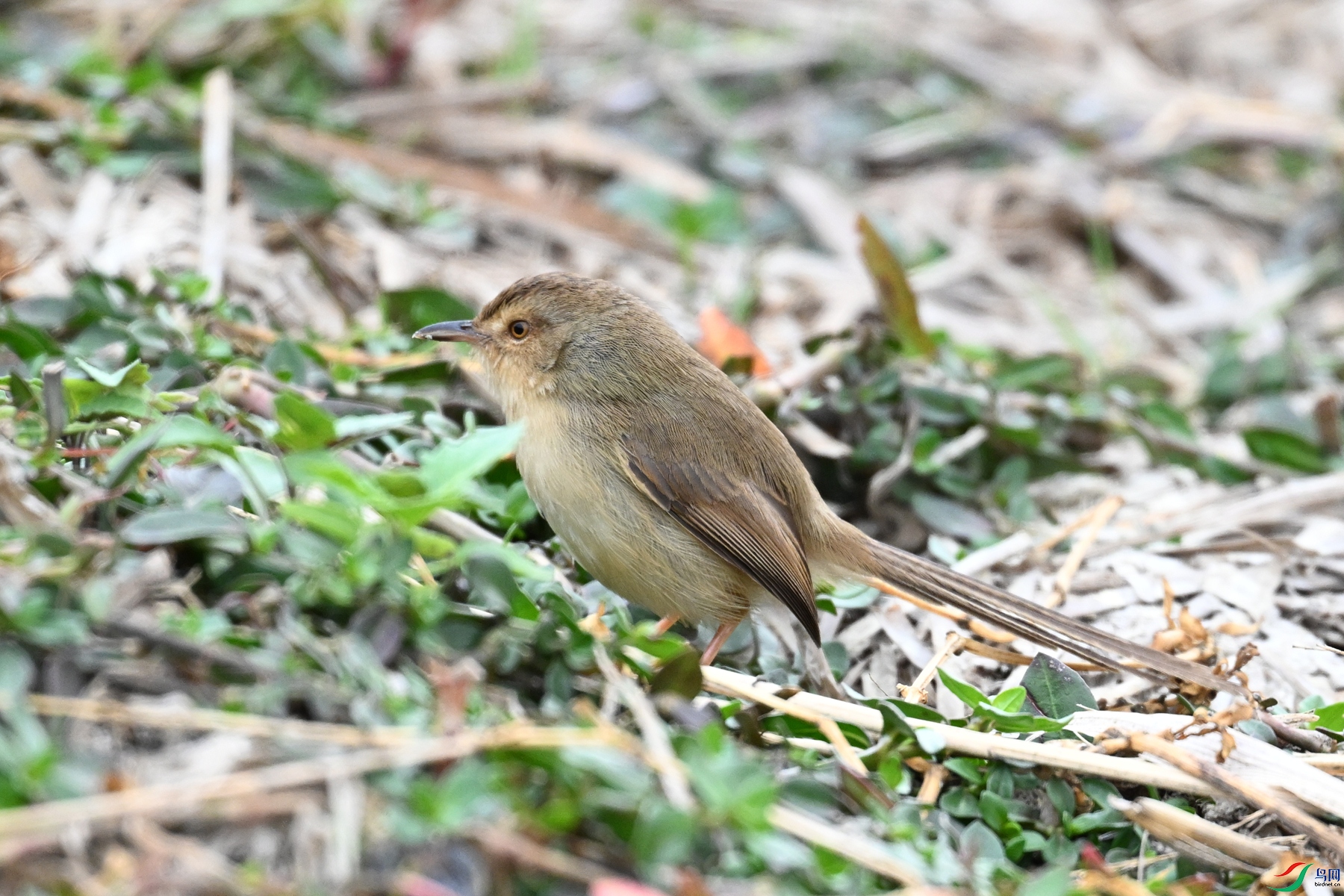 DSC_8959.JPG