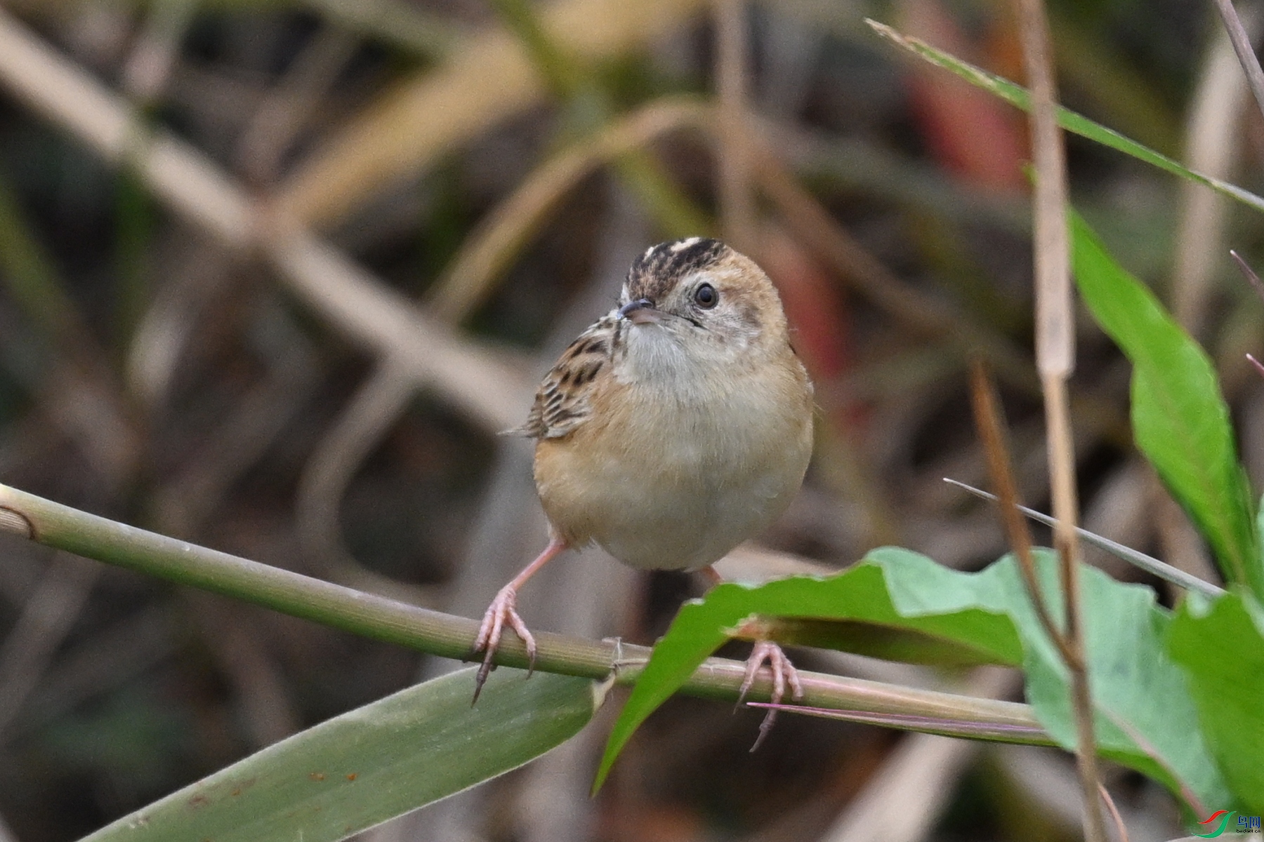 DSC_8981.JPG