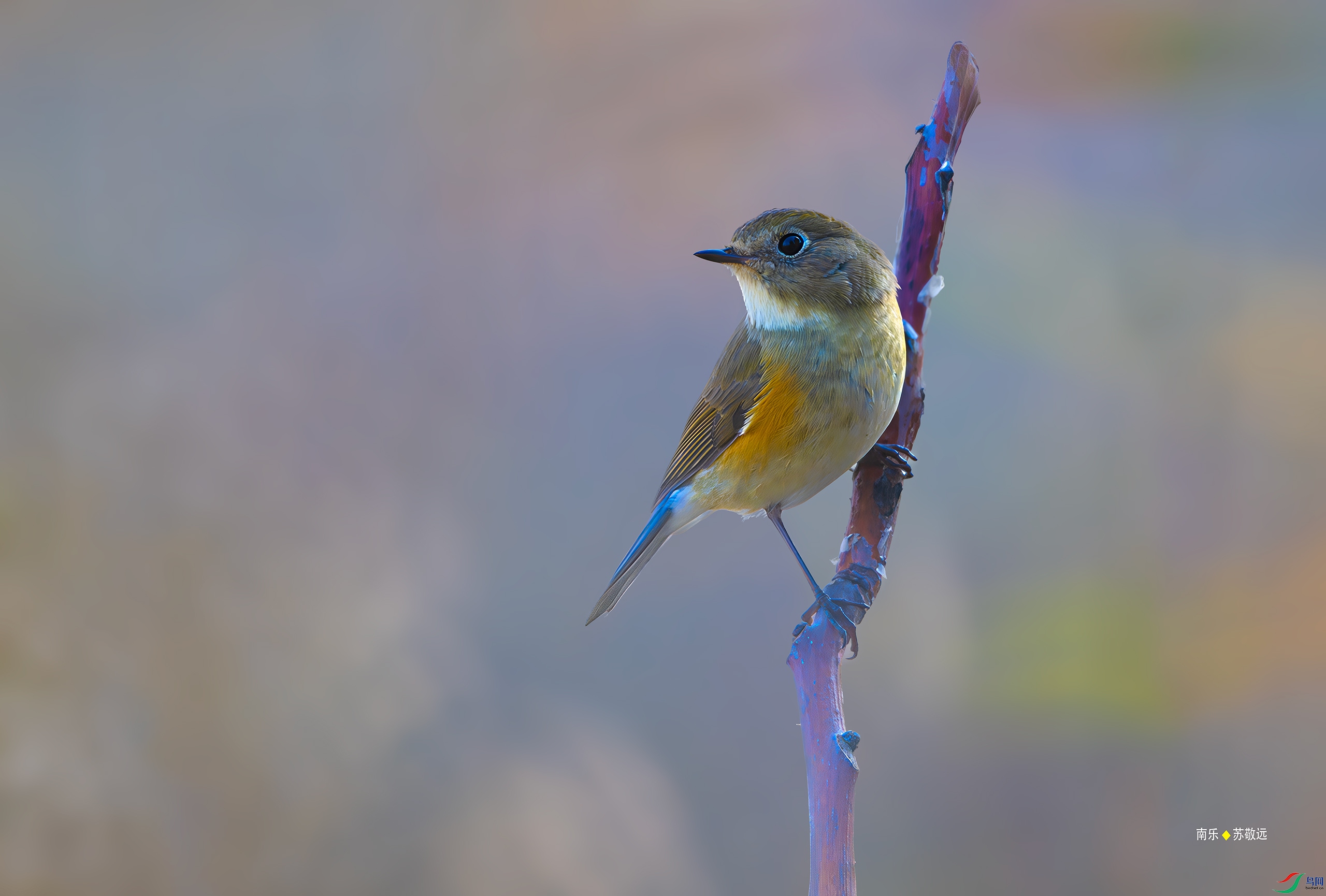 _DSC5272-DxO_С.jpg