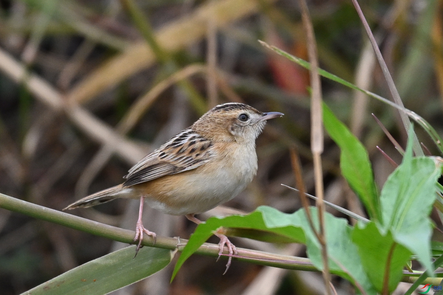 DSC_8985.JPG