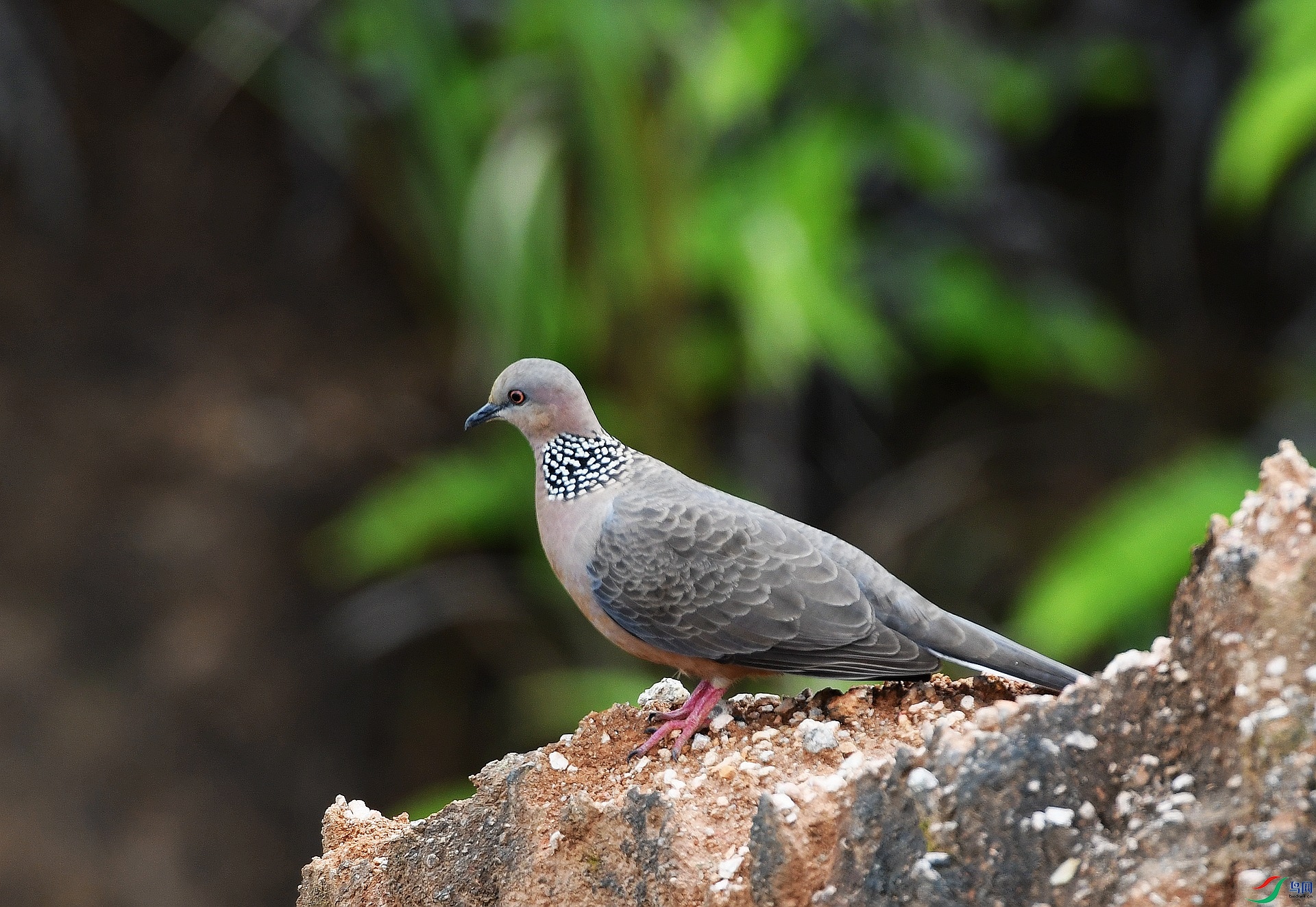 DSC_0155.jpg