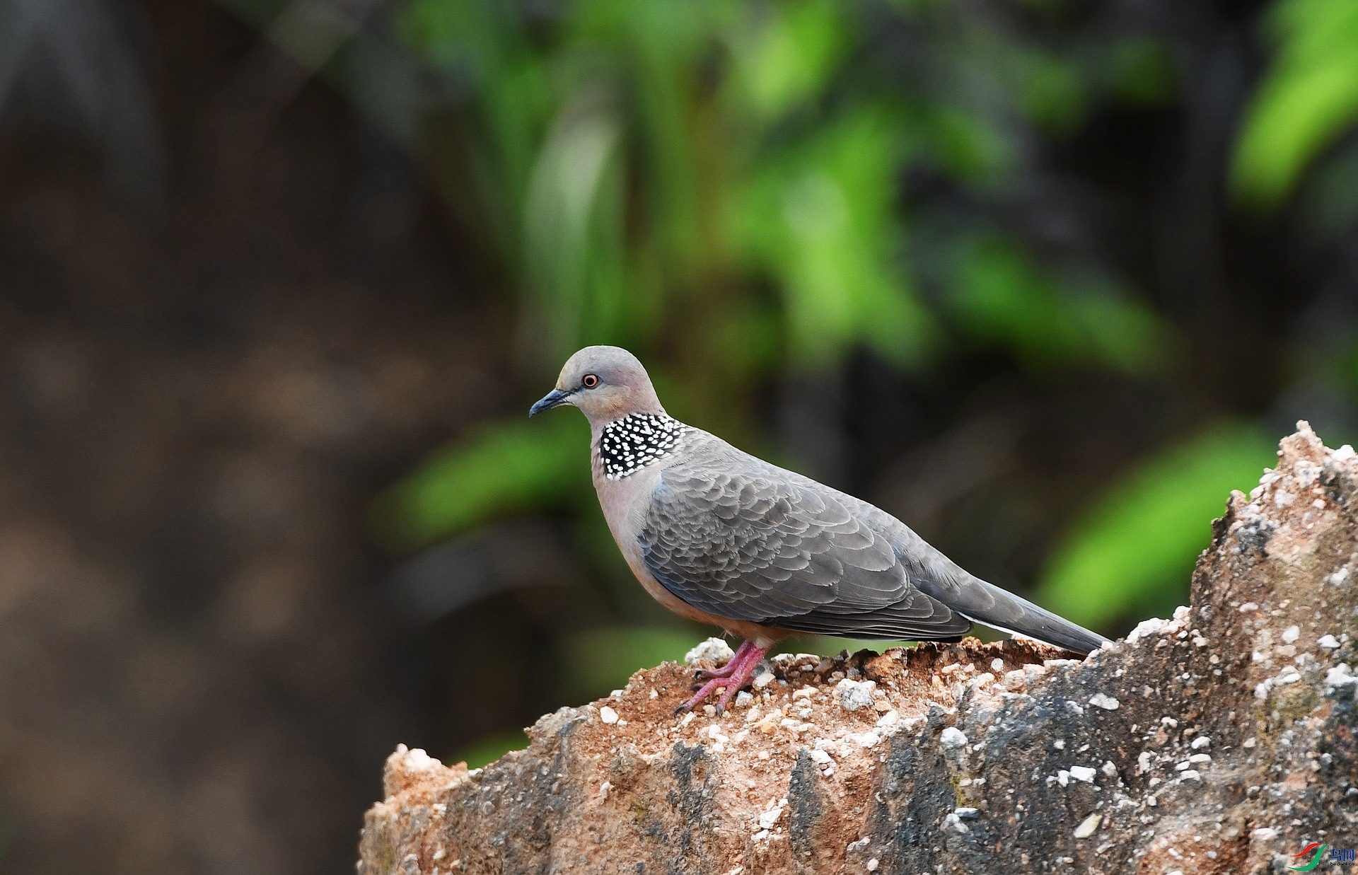 DSC_0157.jpg
