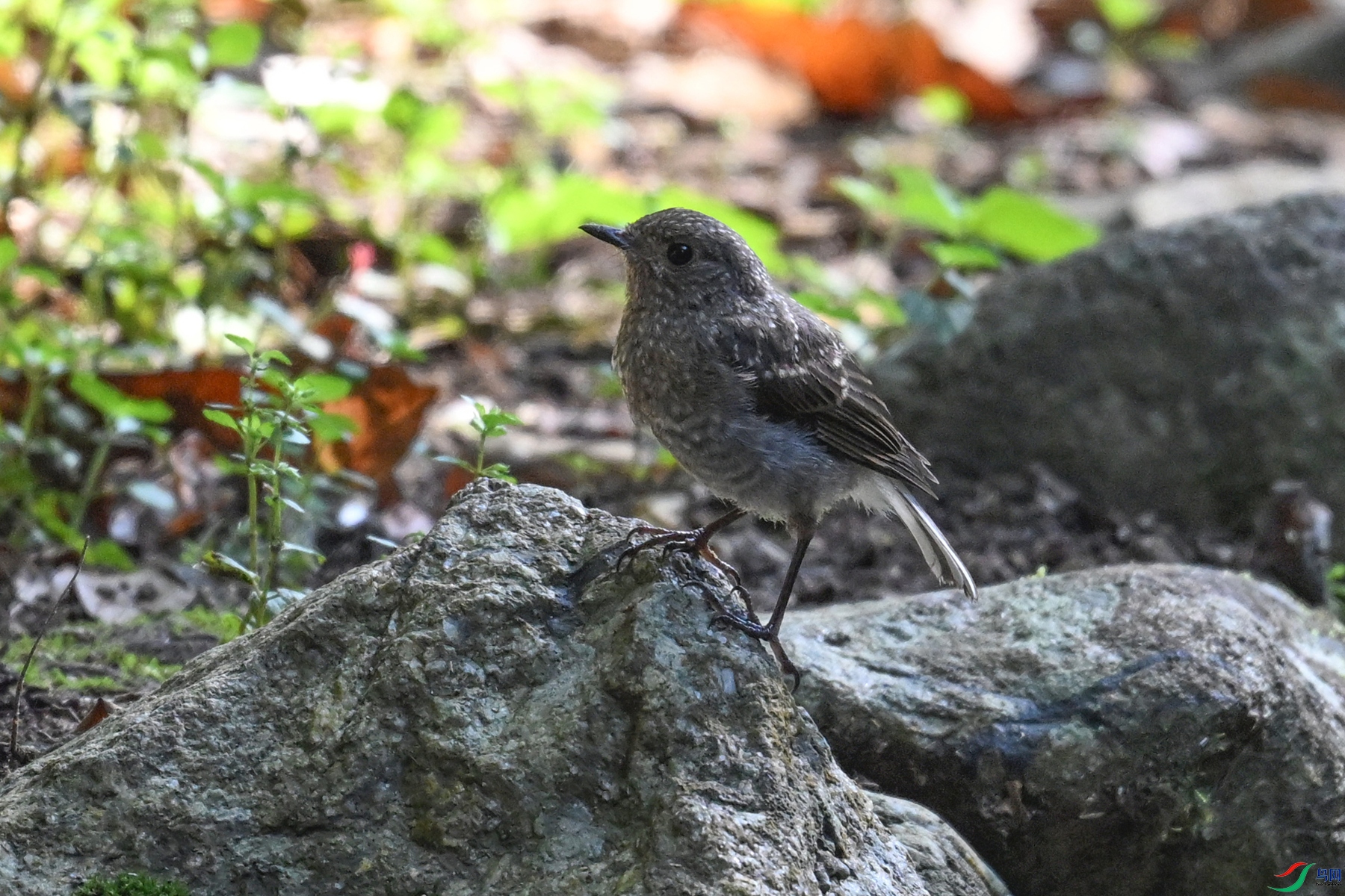 DSC_4254.JPG