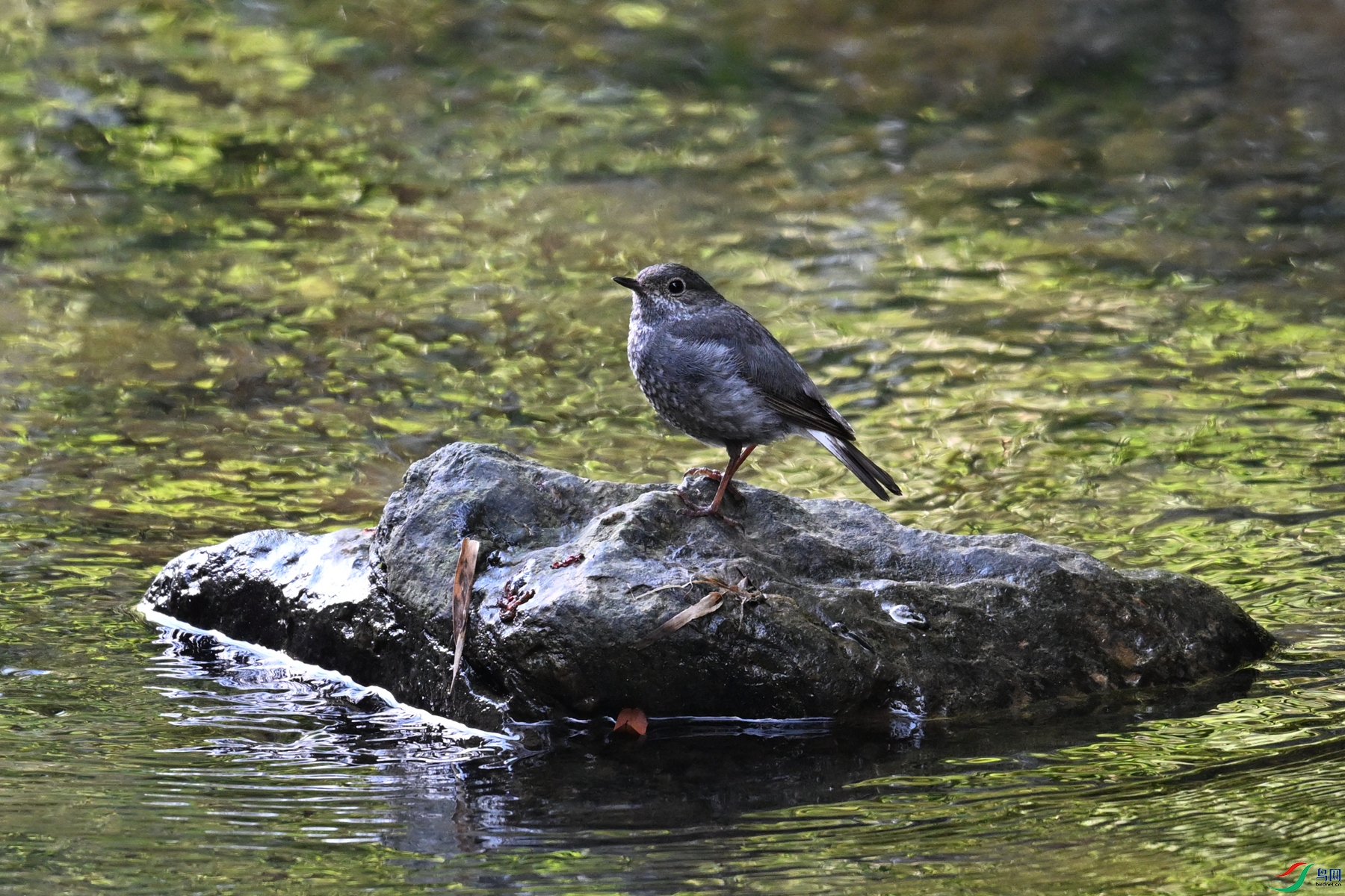 DSC_4319.JPG
