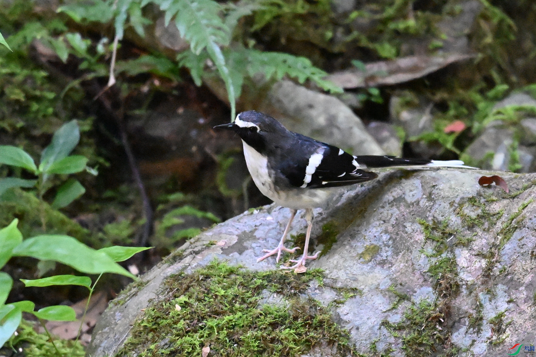 DSC_4264.JPG