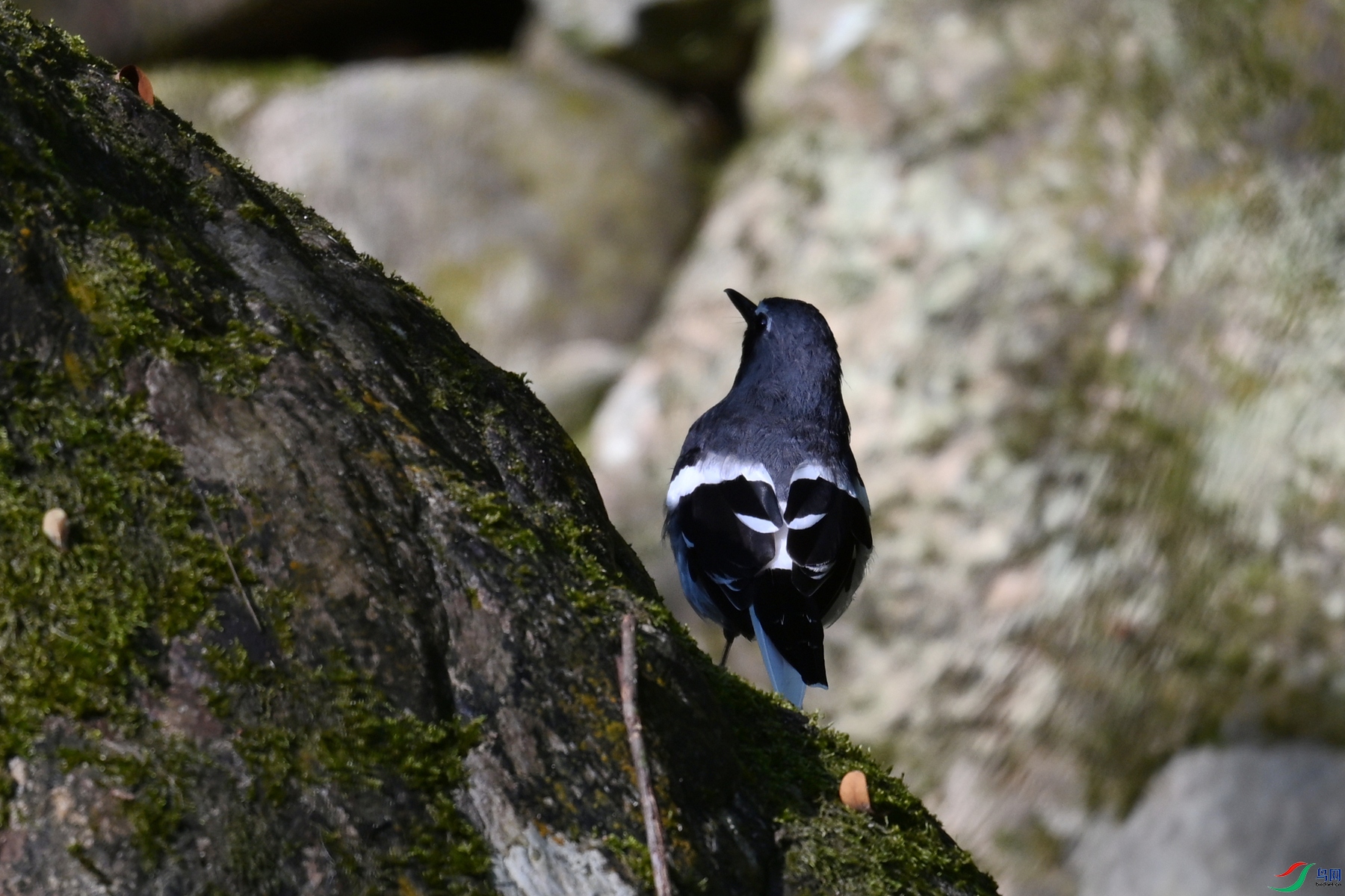 DSC_4288.JPG