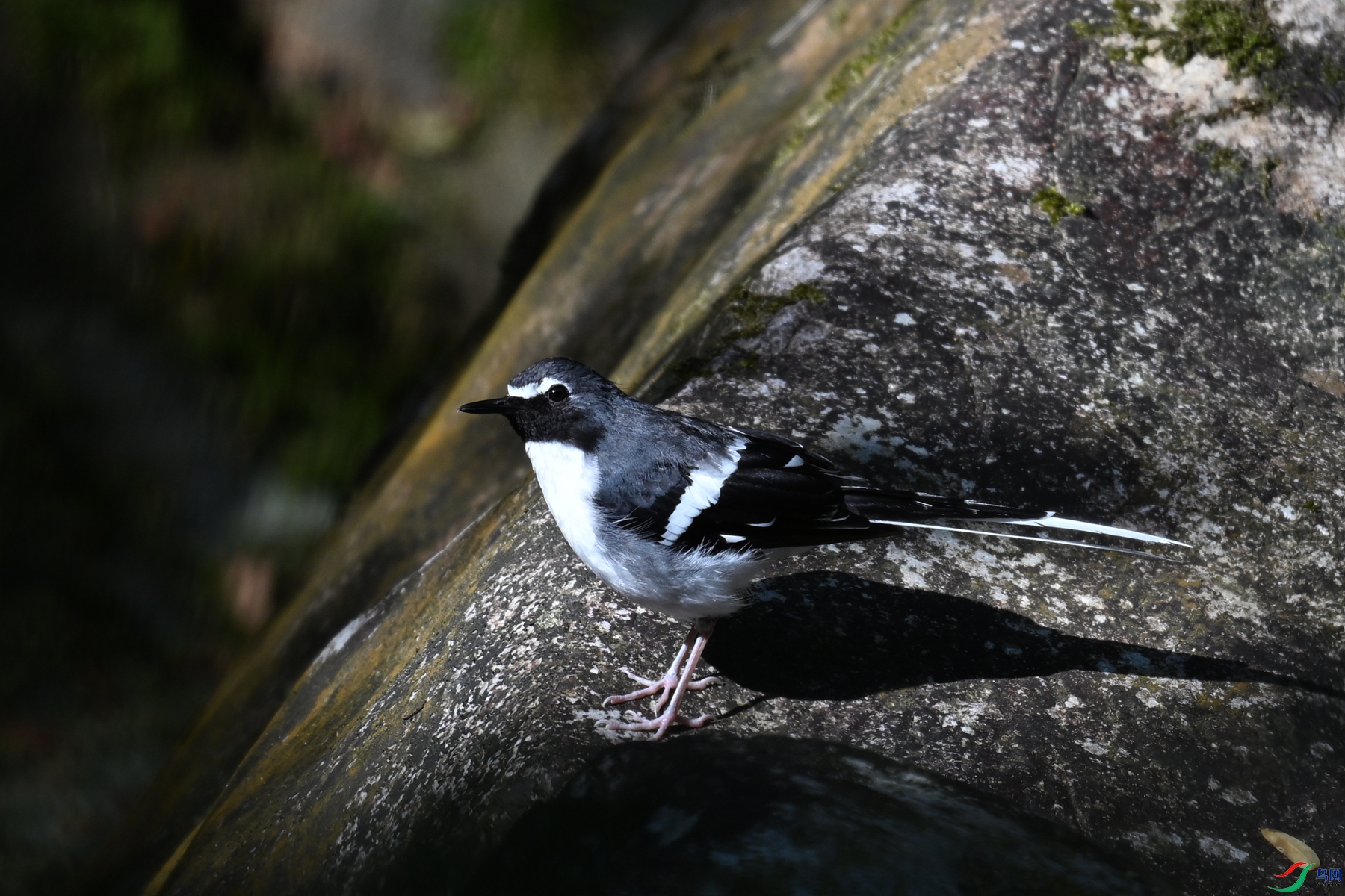 DSC_4311.JPG