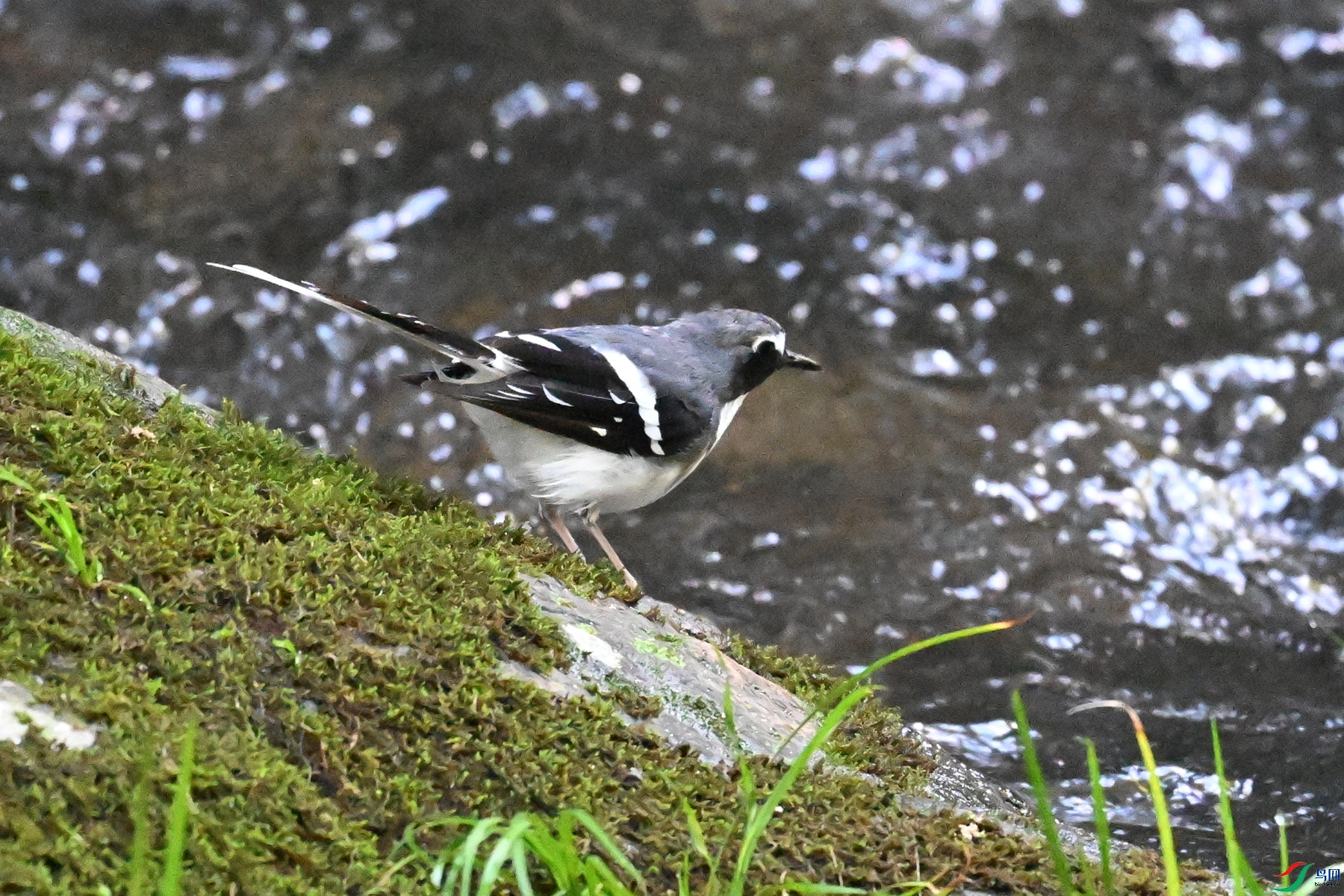DSC_4265.JPG