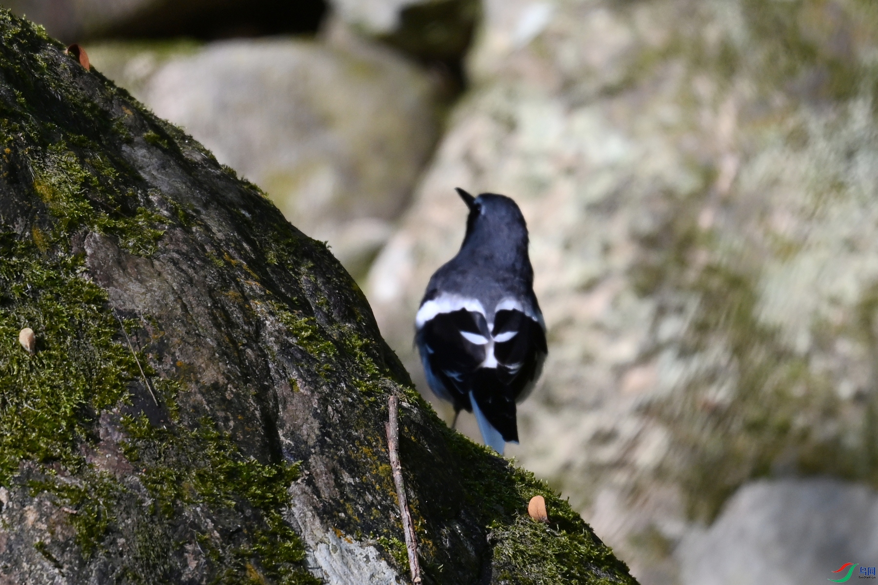 DSC_4290.JPG