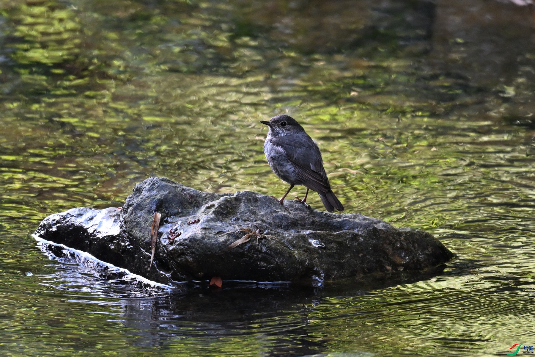 DSC_4316.JPG