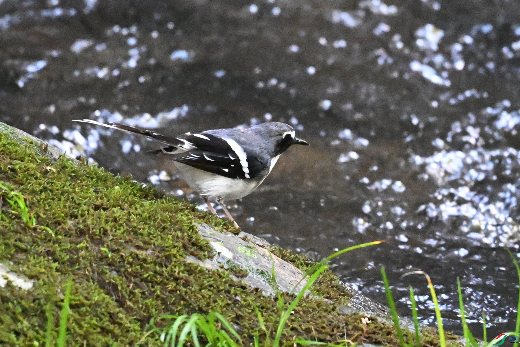 DSC_4267.JPG