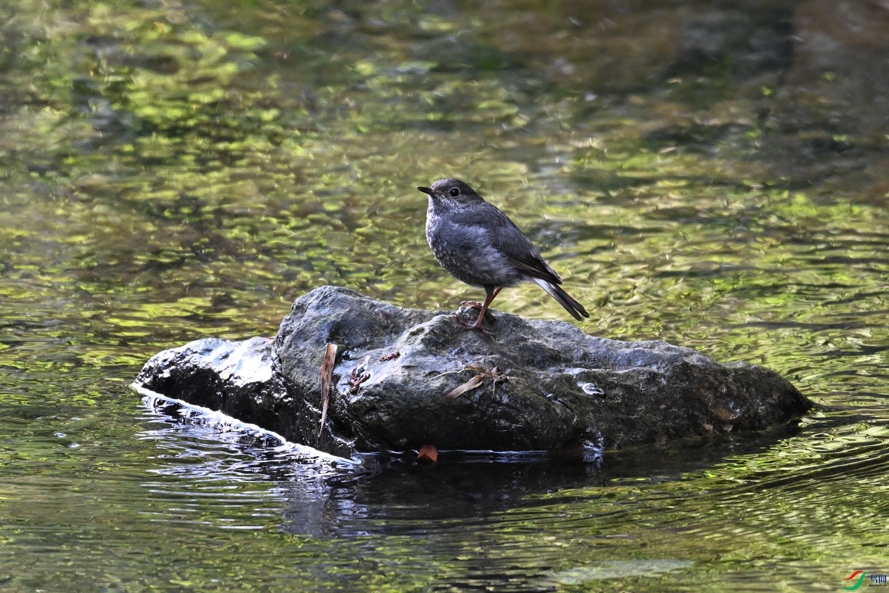 DSC_4320.JPG
