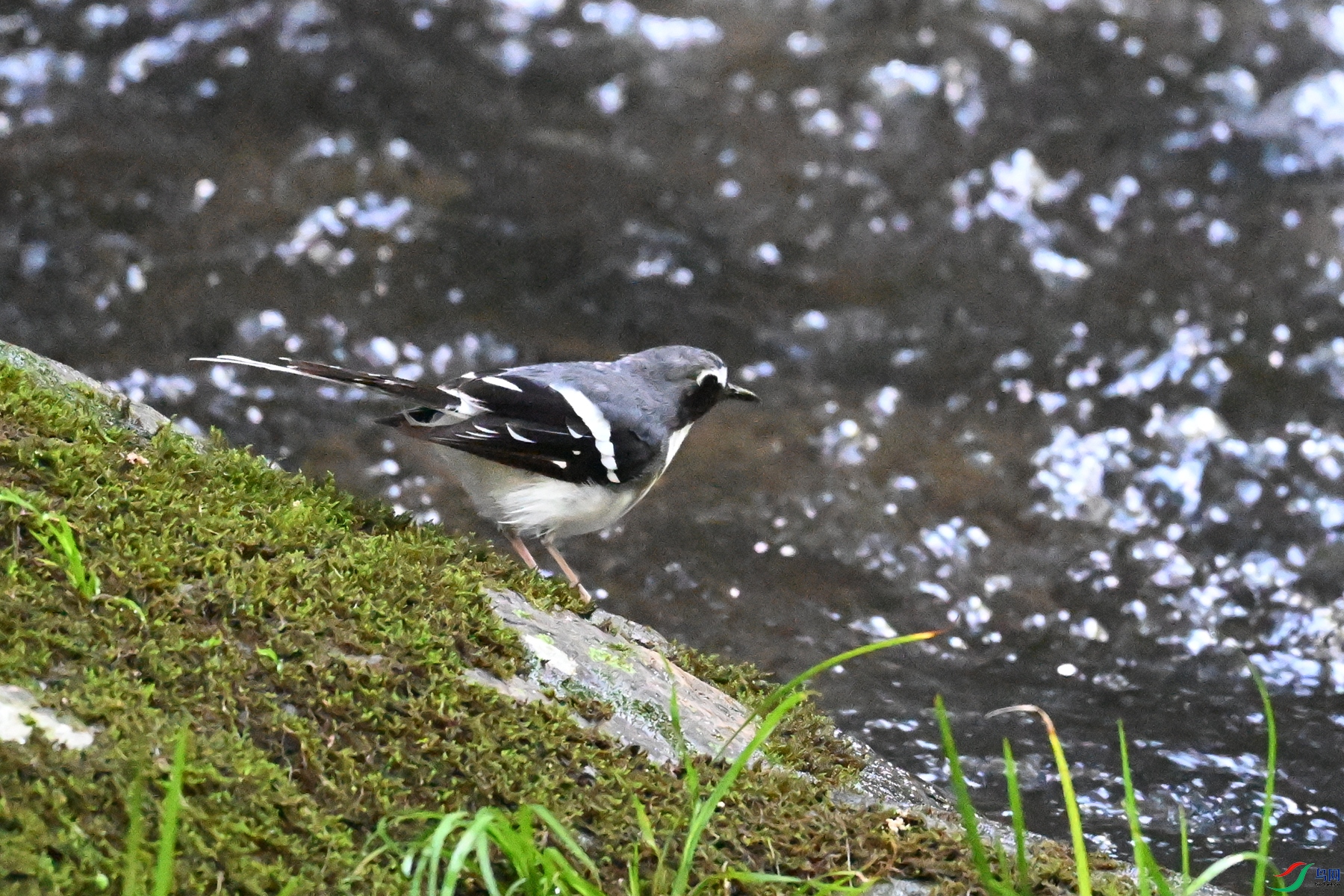 DSC_4268.JPG