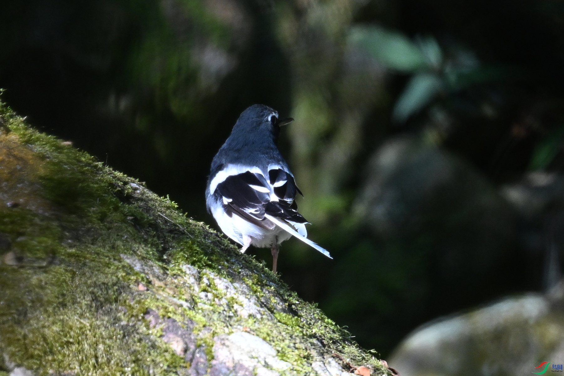 DSC_4294.JPG