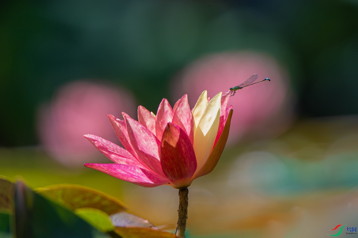 DSC_8583a.jpg
