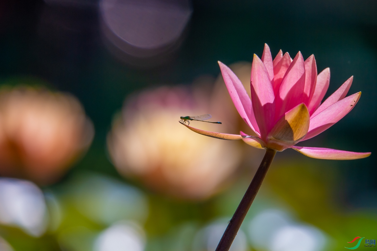 DSC_8589a.jpg