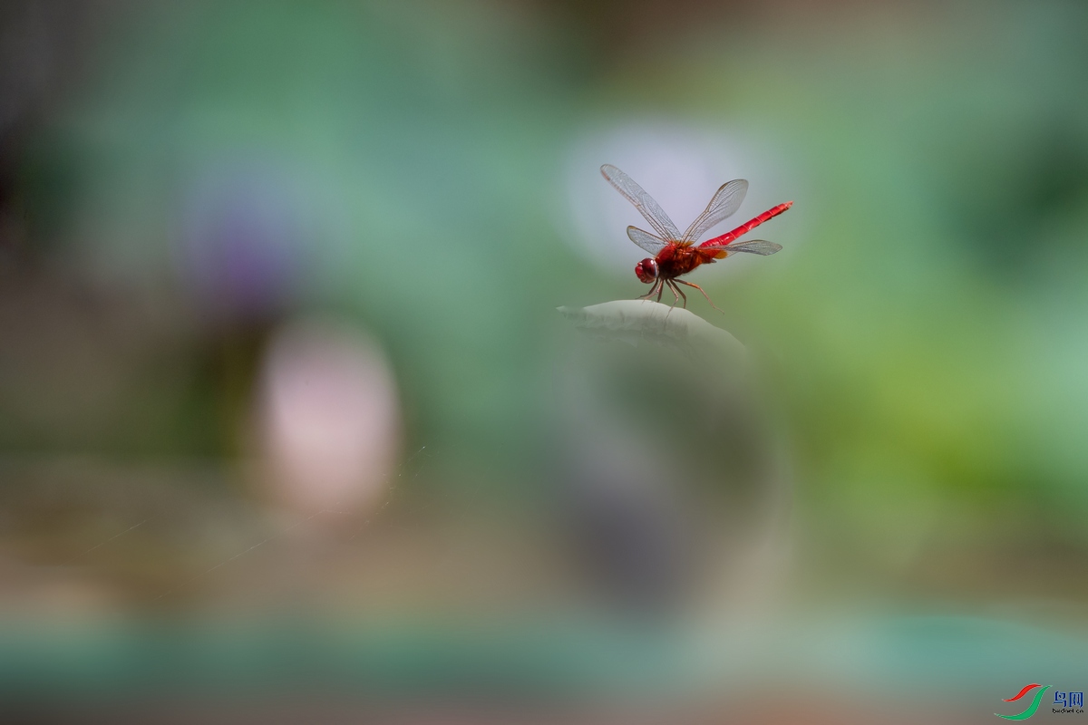 DSC_8502a.jpg