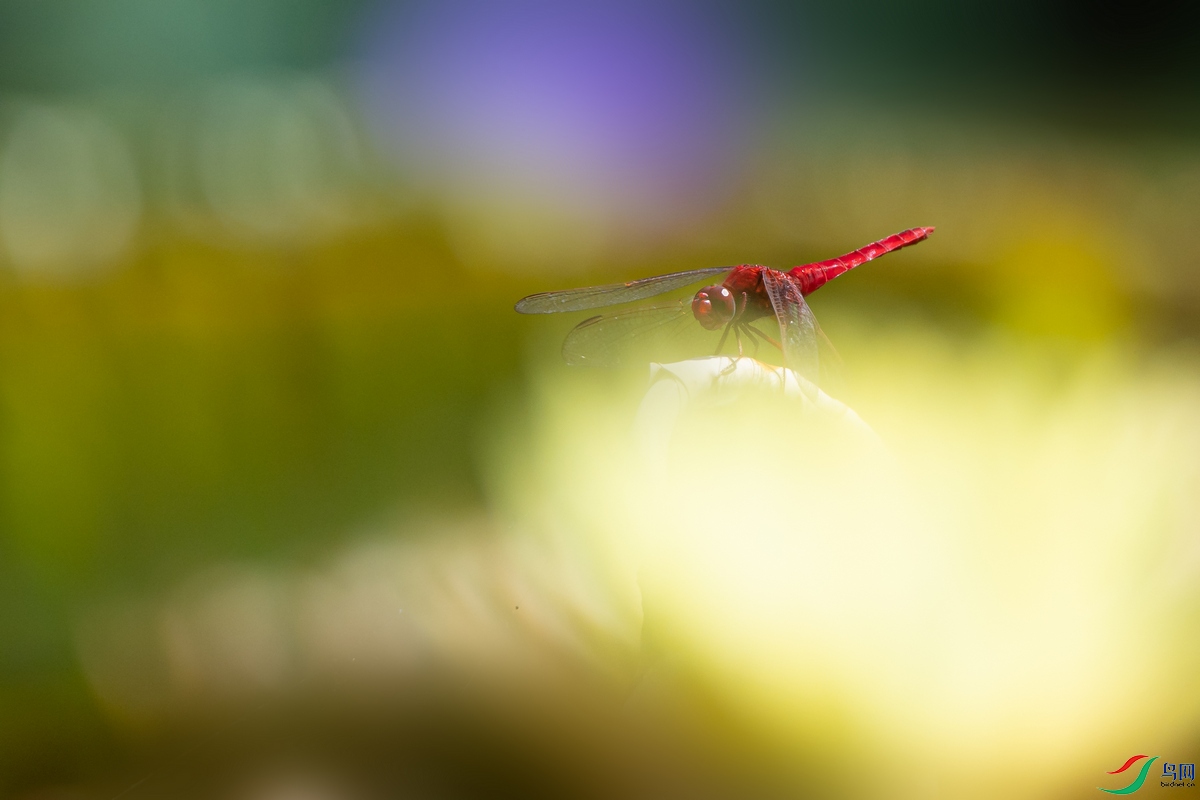 DSC_8545a.jpg