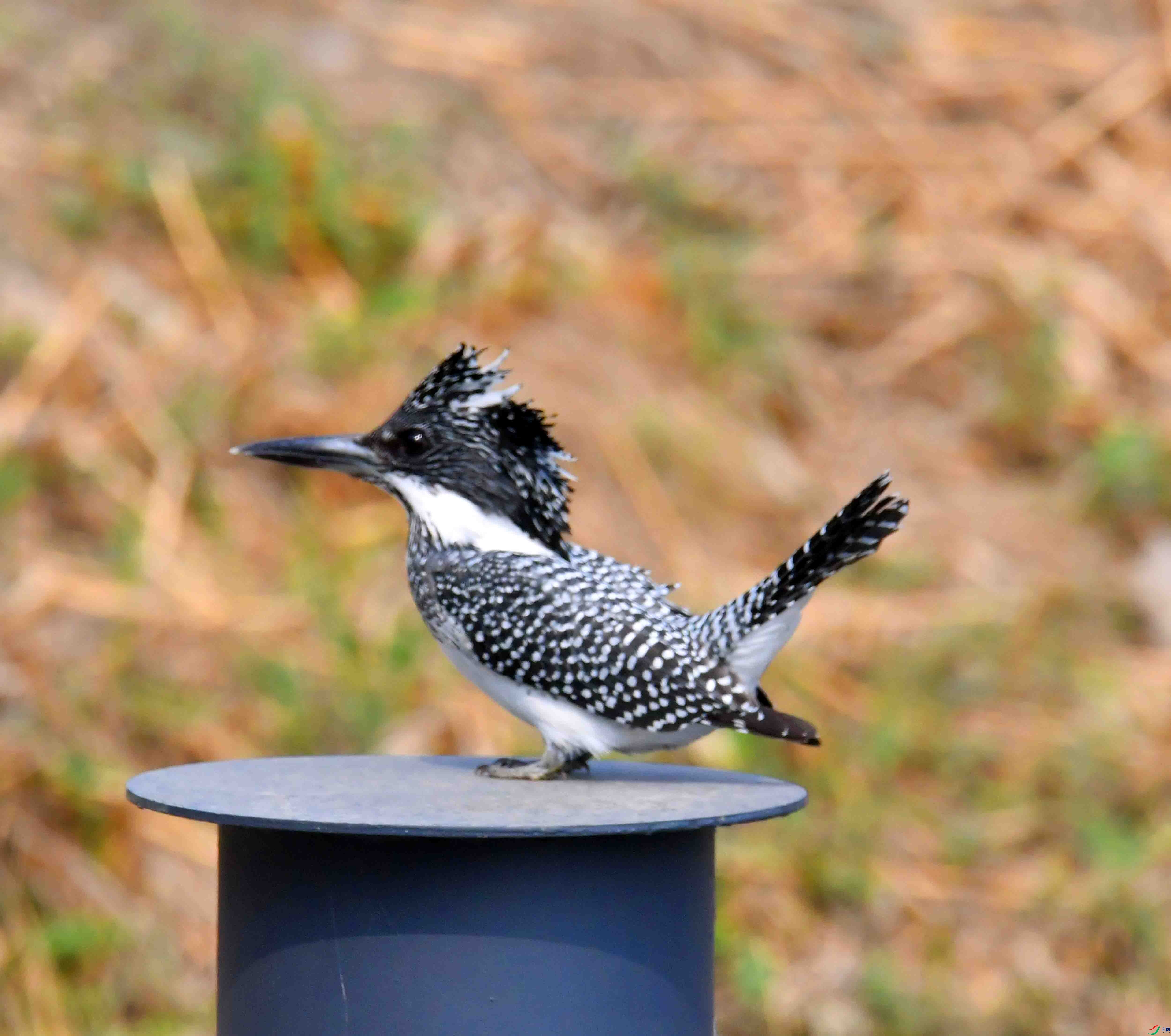 DSC_0362.JPG