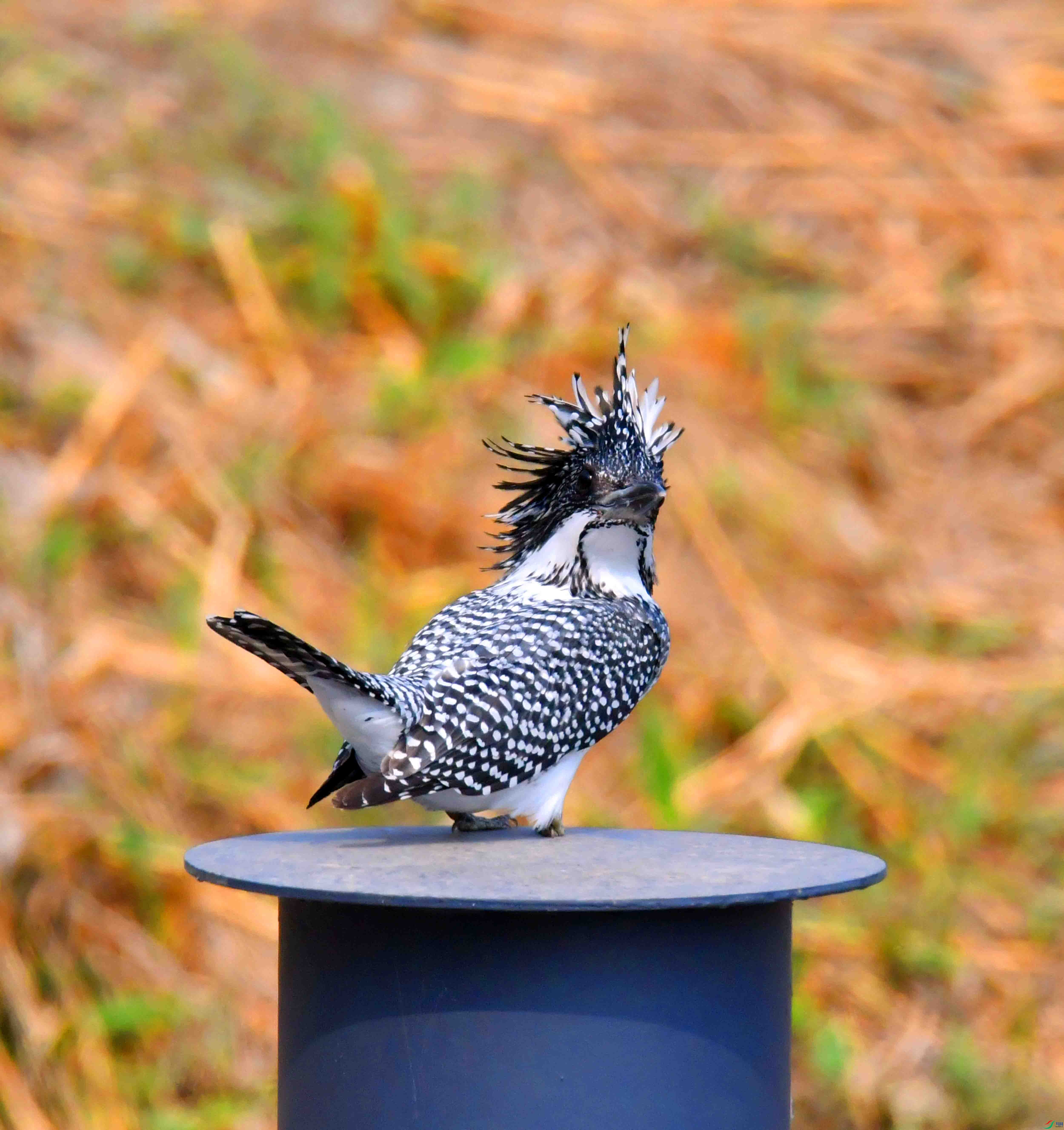 DSC_0369.JPG