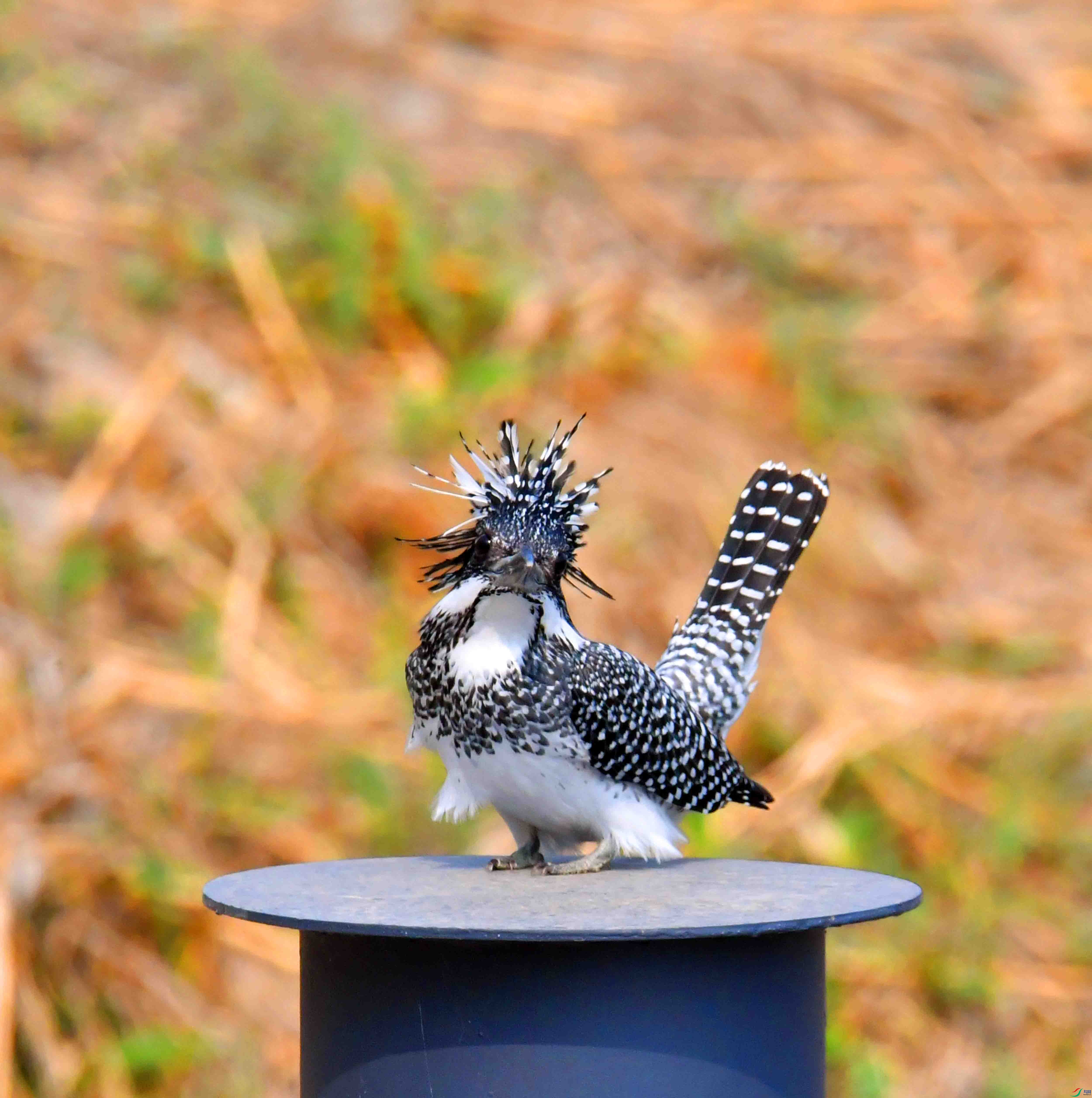 DSC_0383.JPG