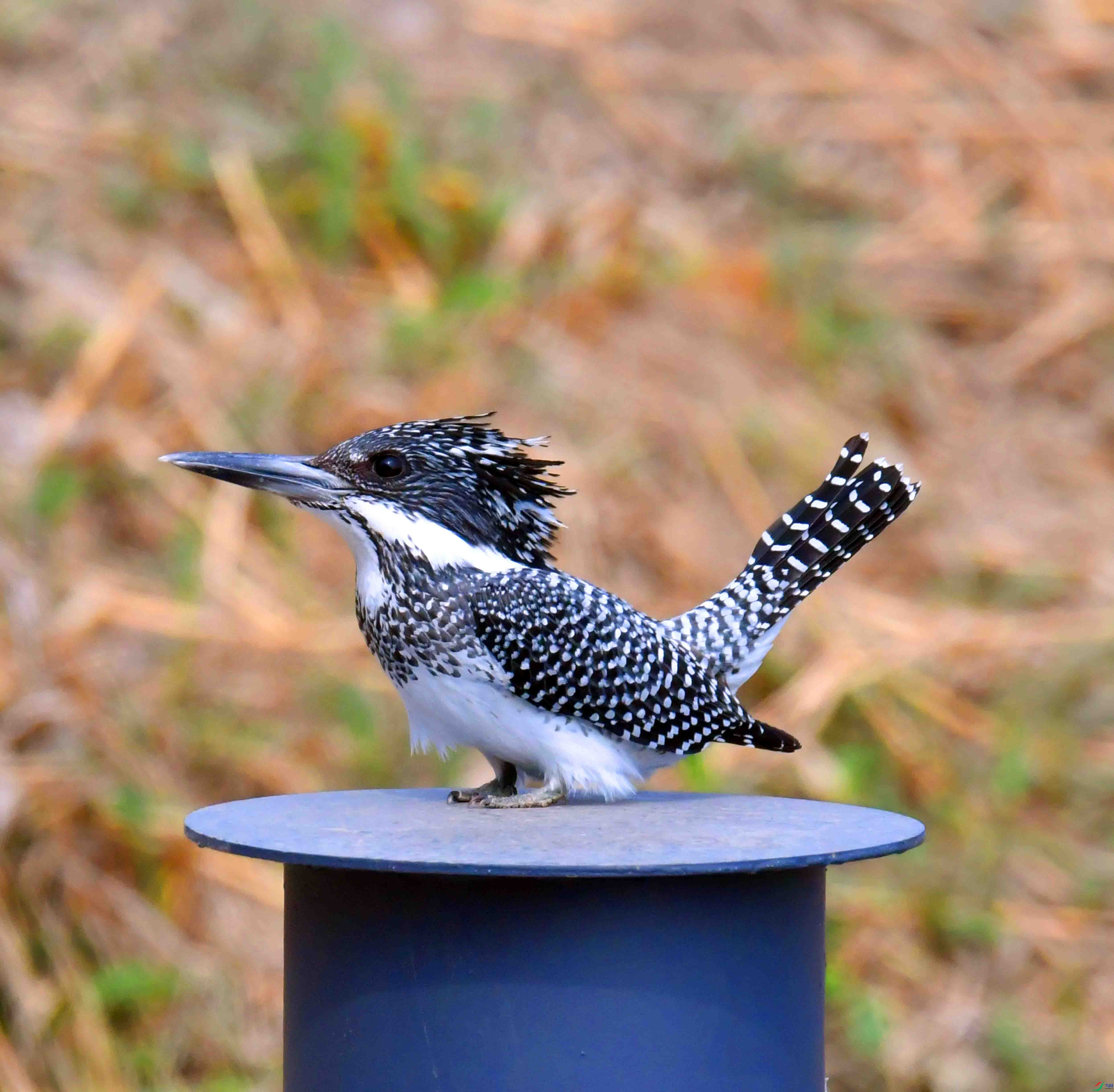 DSC_0386.JPG