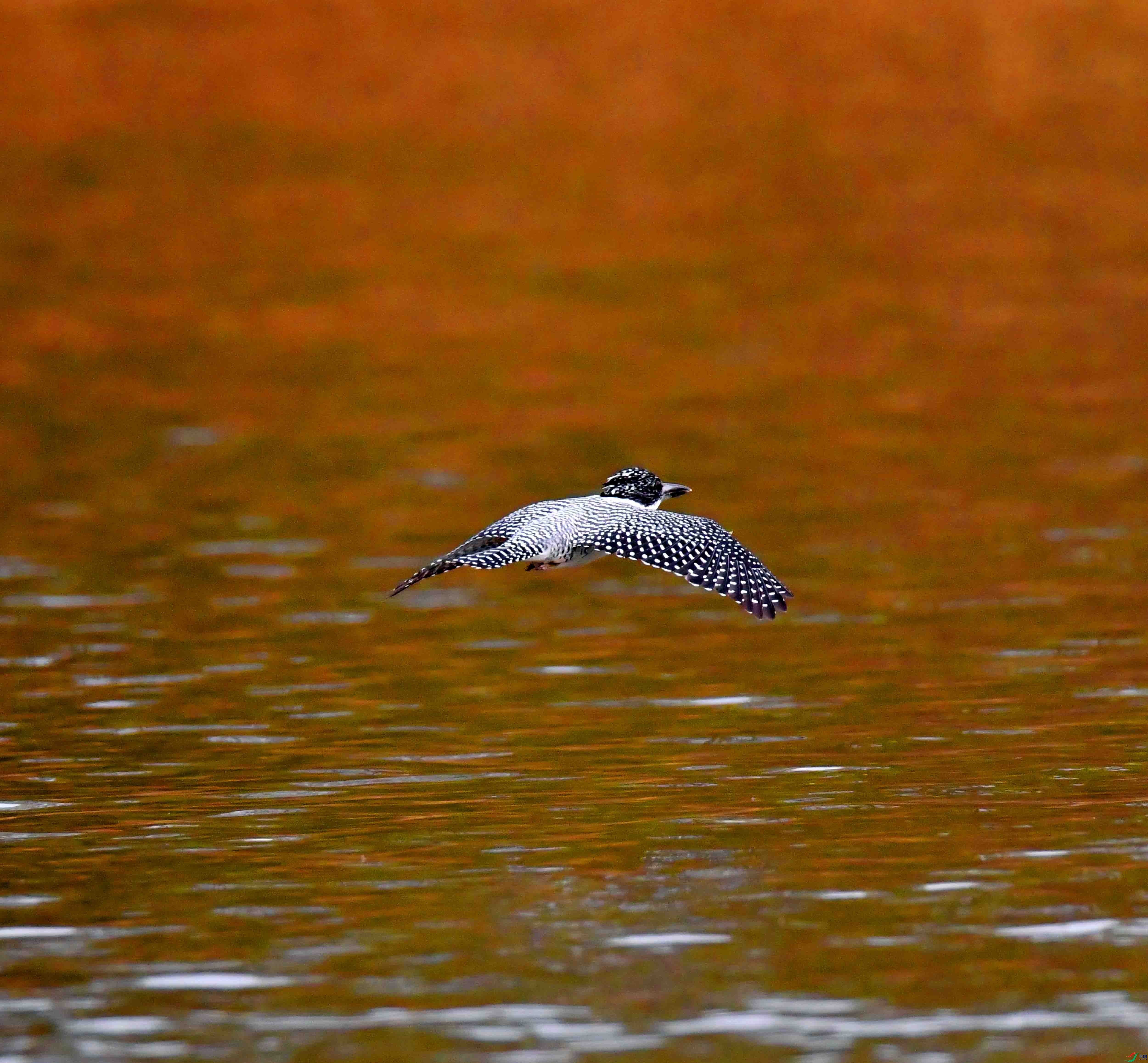 DSC_0425.JPG