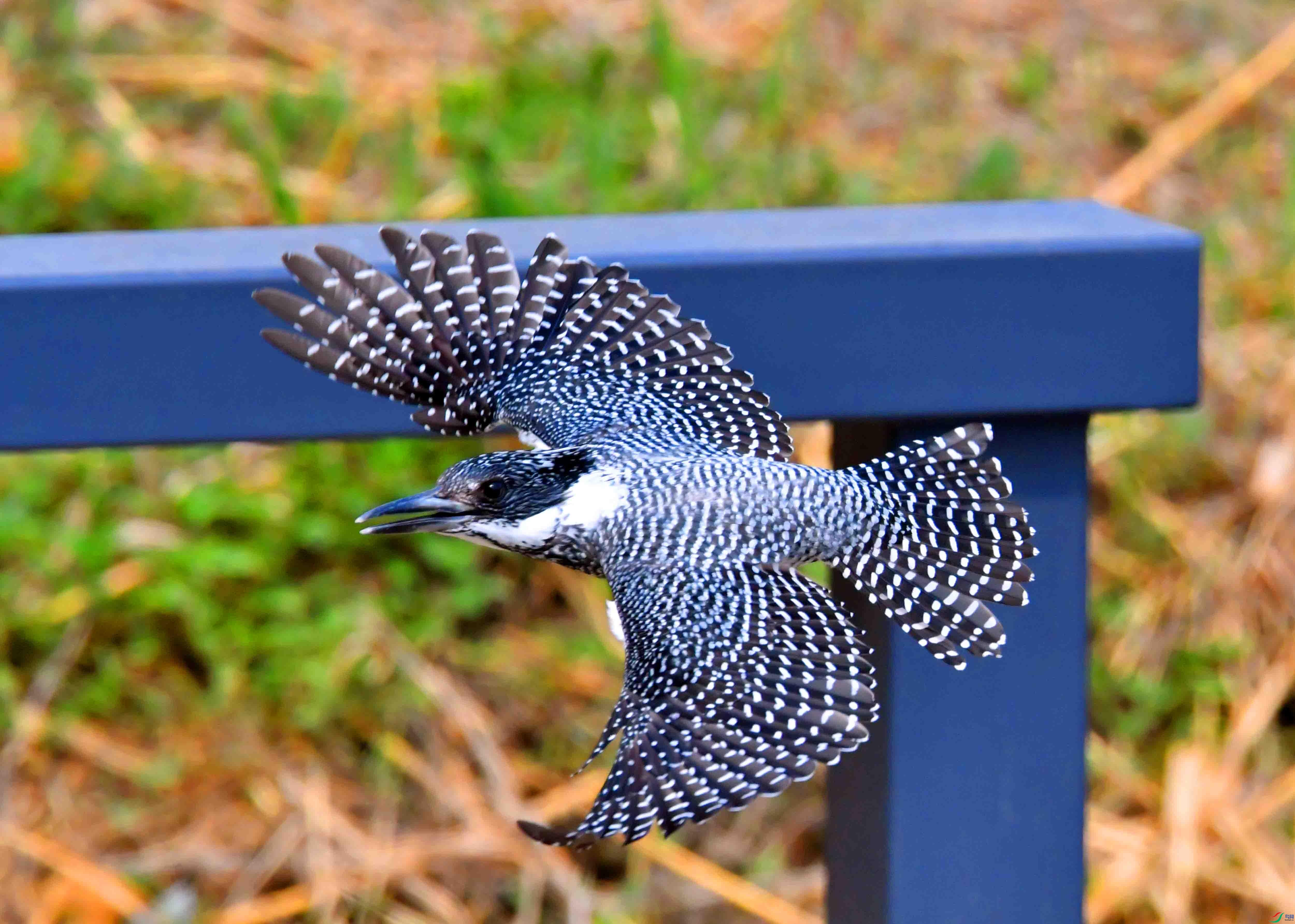 DSC_0390.JPG